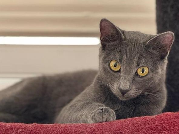 SELENE, Adoptable, Young Female Domestic Short Hair.