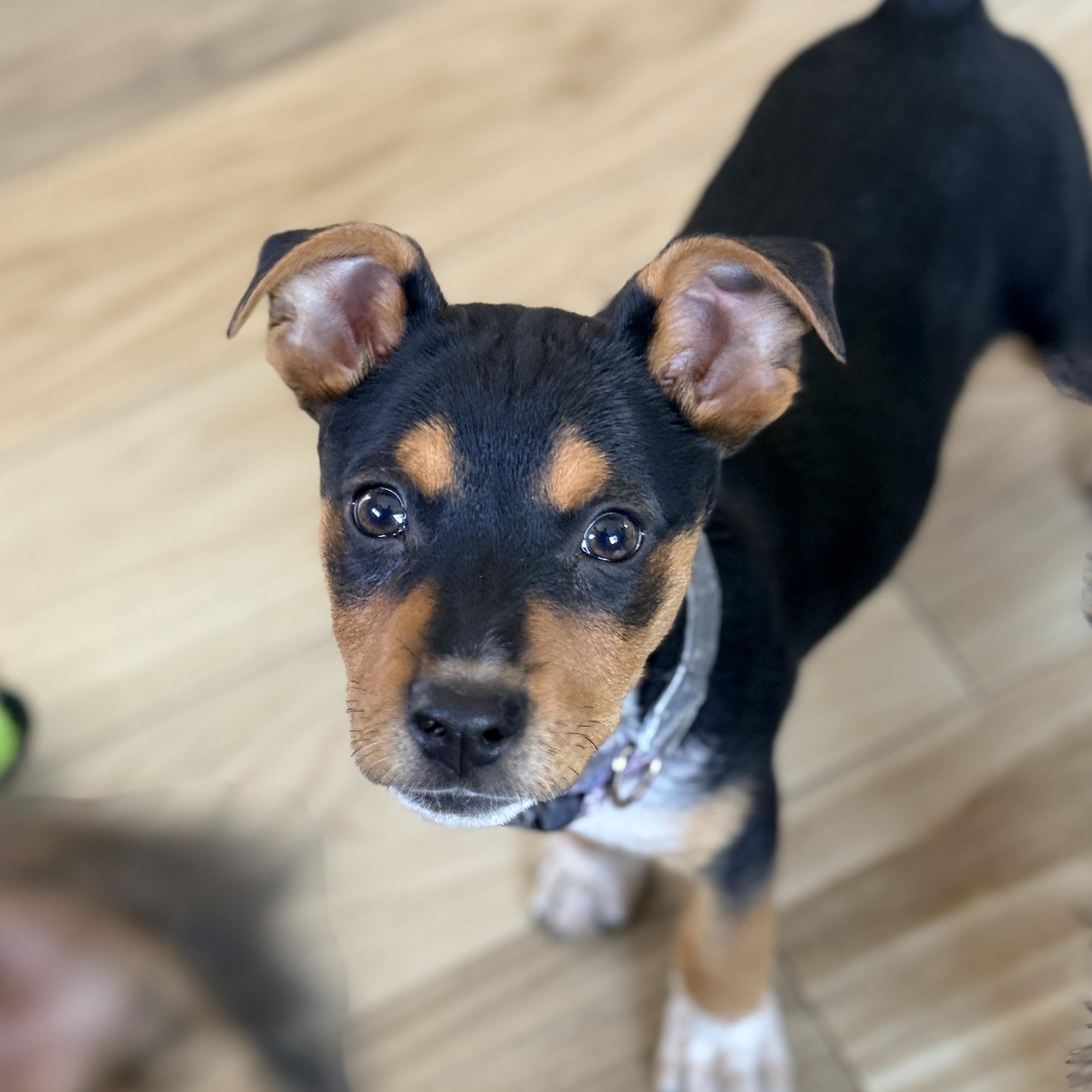 Enlarge Ash , a Adoptable mixed breed in Columbia, MD image 1/5