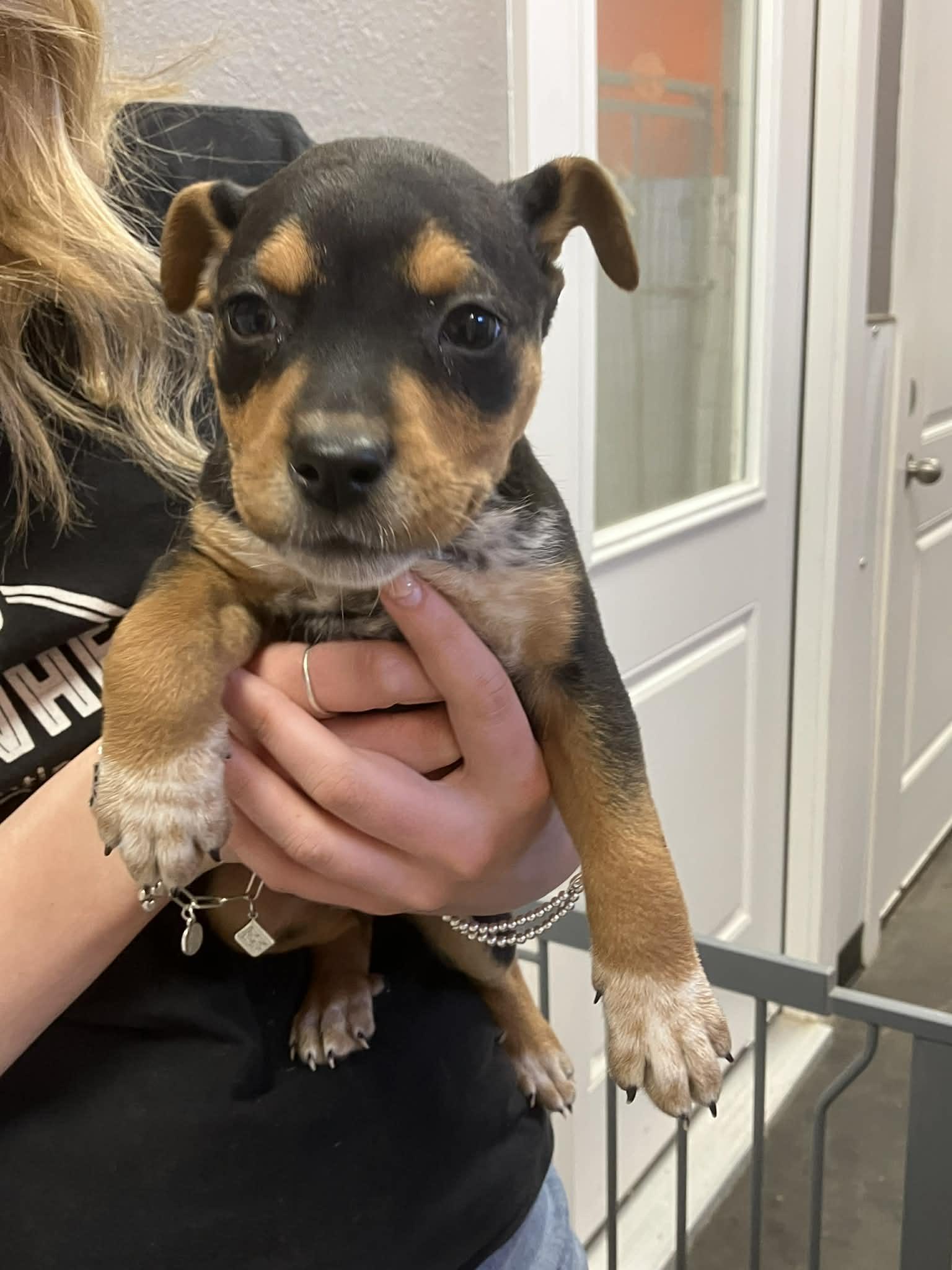 Enlarge Ash , a Adoptable mixed breed in Columbia, MD image 4/5