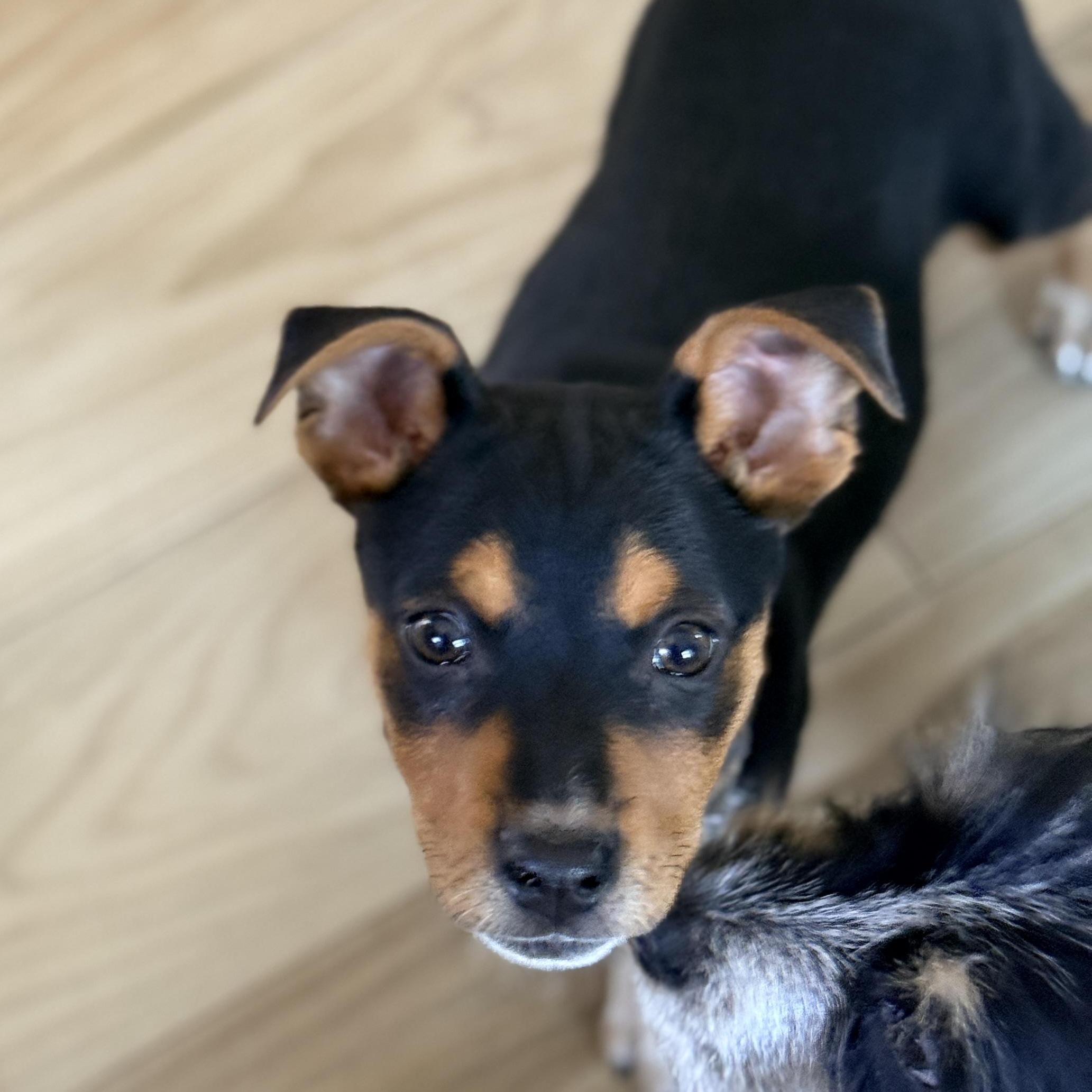 Enlarge Ash , a Adoptable mixed breed in Columbia, MD image 5/5