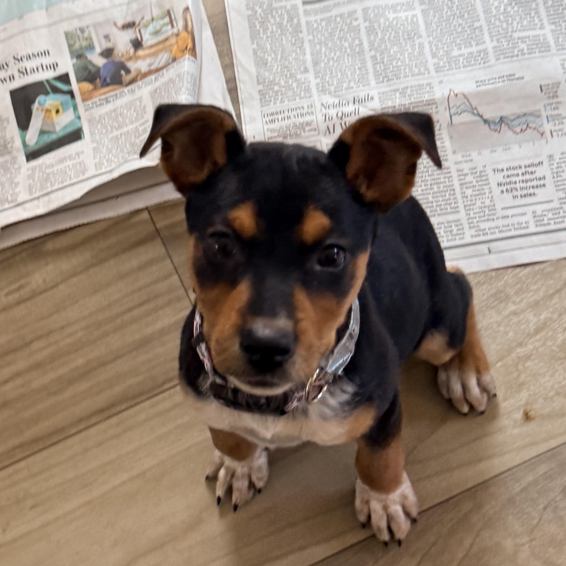 Enlarge Ash , a Adoptable mixed breed in Columbia, MD image 2/5