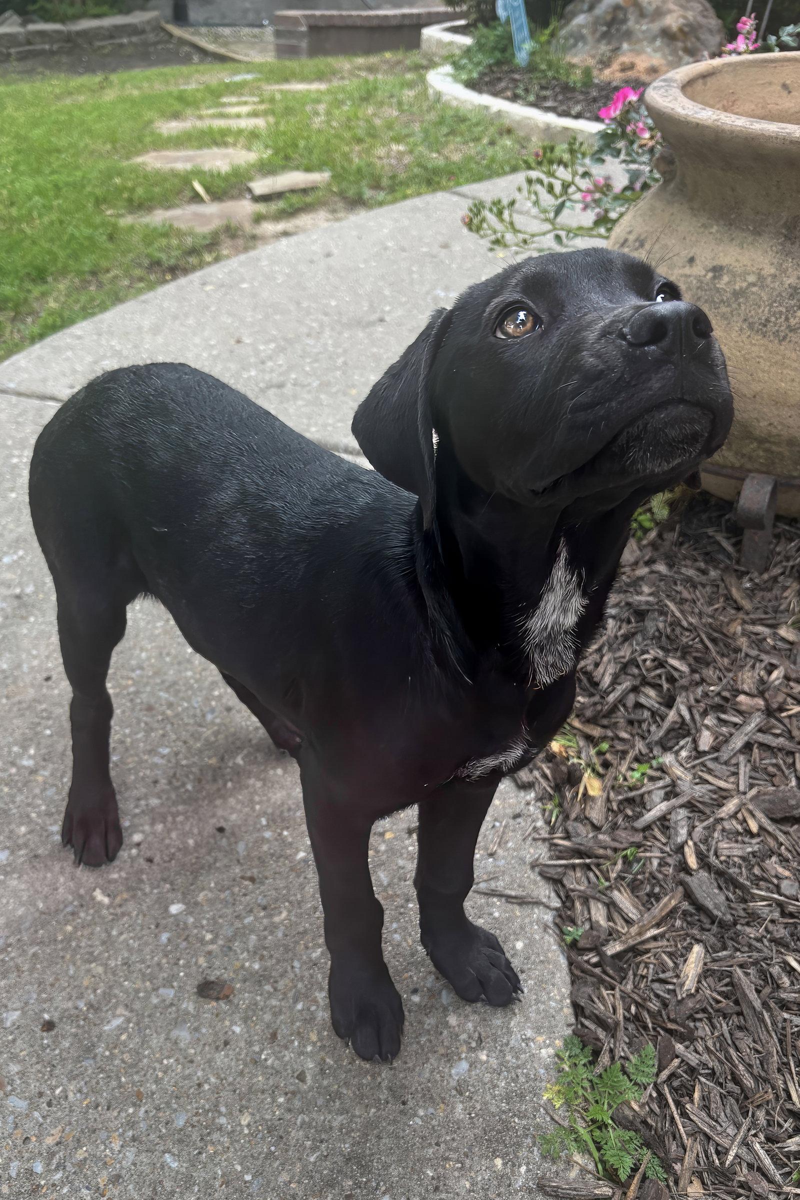 Nova, Adoptable, Puppy Female Rottweiler & Pointer.