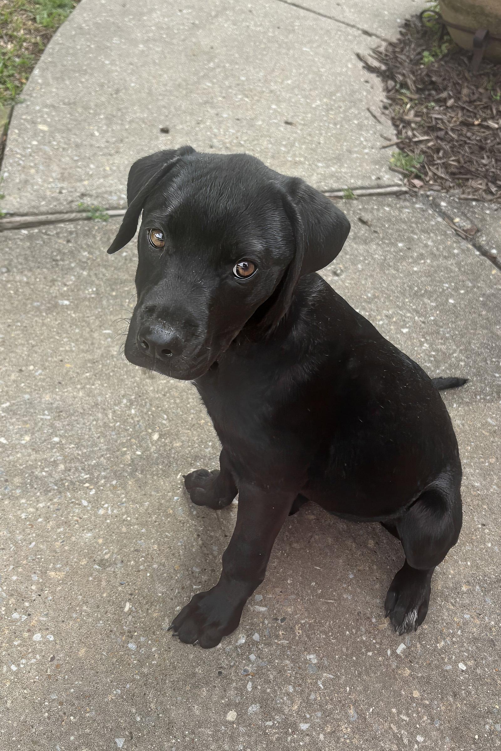 Enlarge Nova, a Adoptable mixed breed in McKinney, TX image 2/3