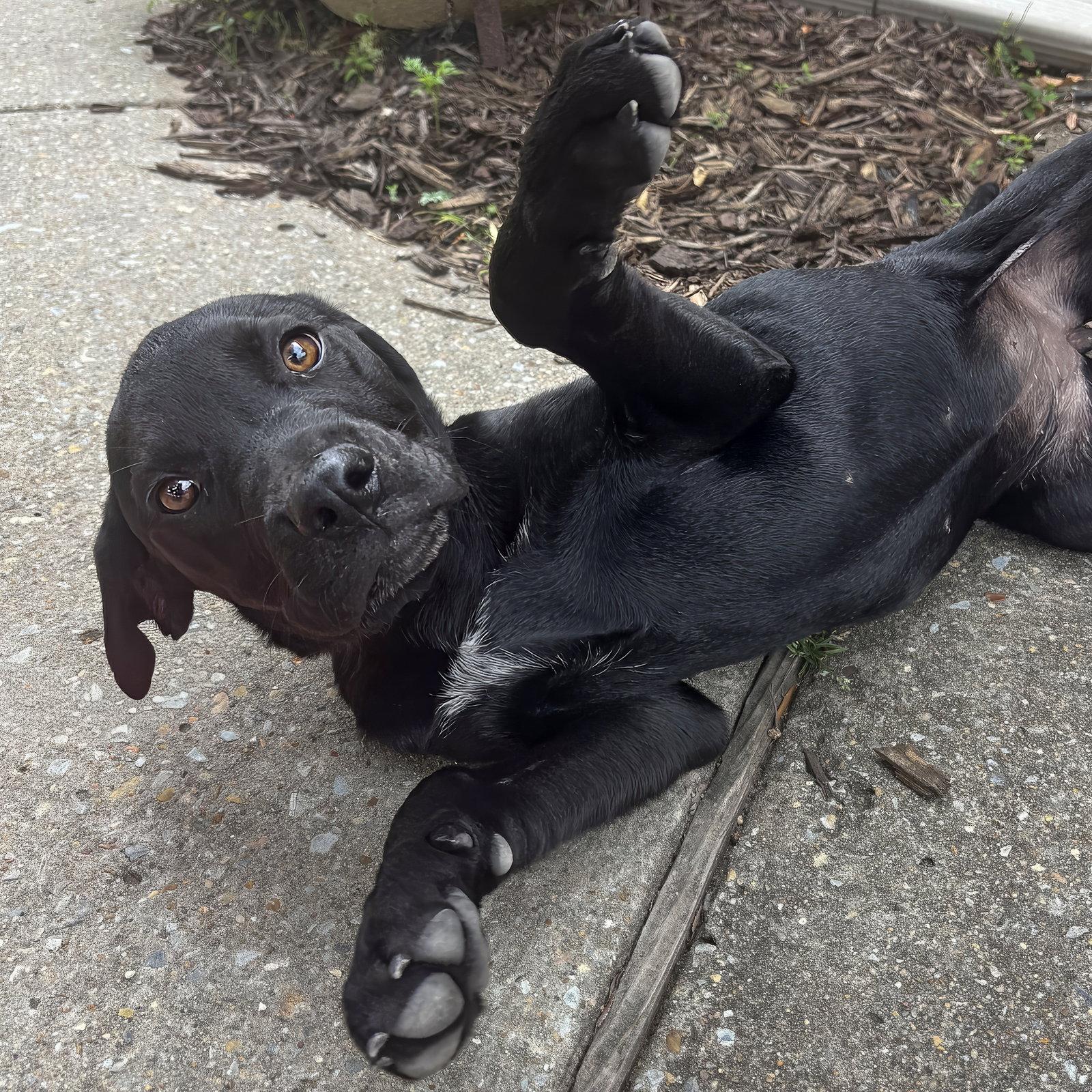 Enlarge Nova, a Adoptable mixed breed in McKinney, TX image 3/3