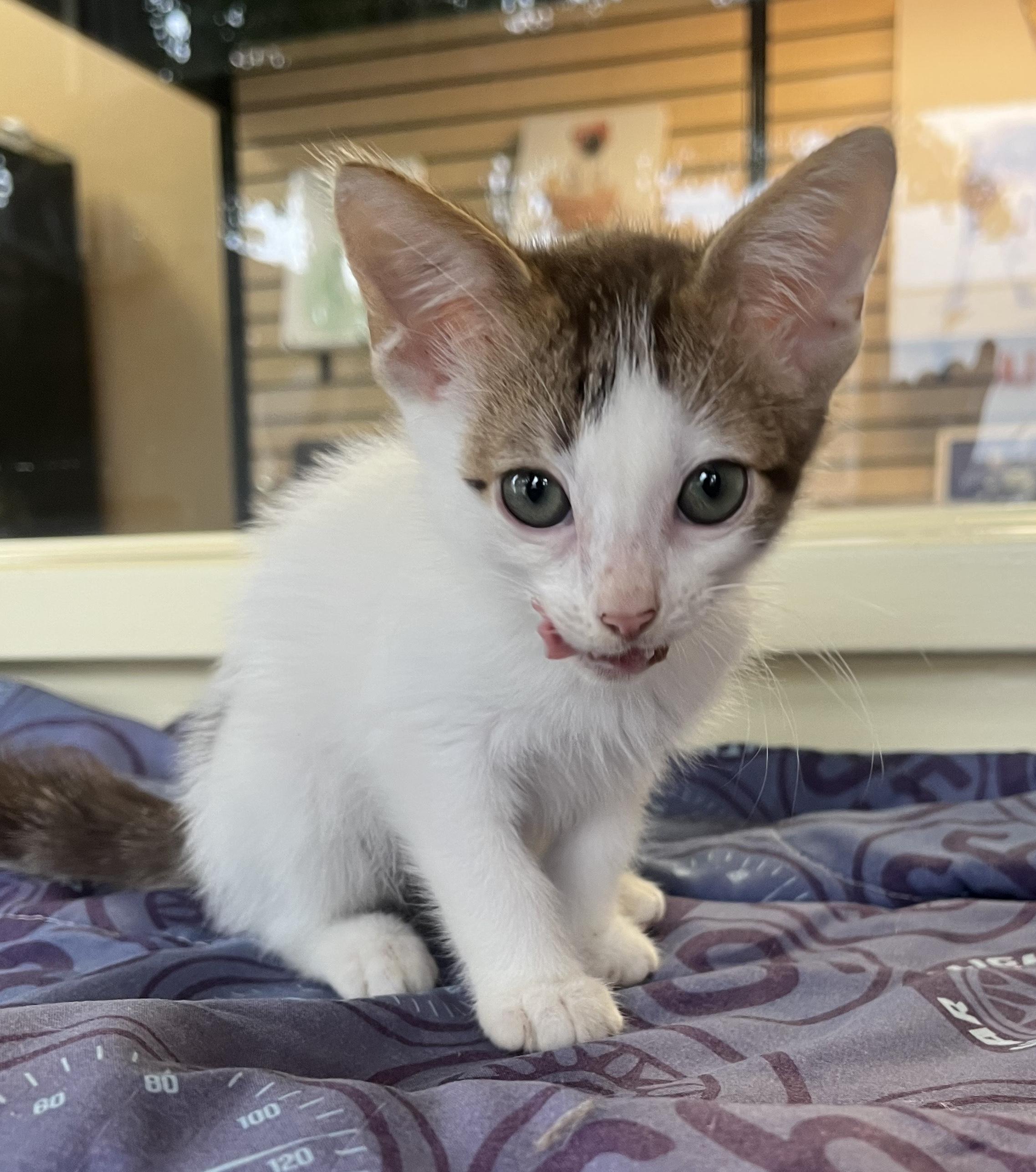 Guapo Domestic Short Hair Cat