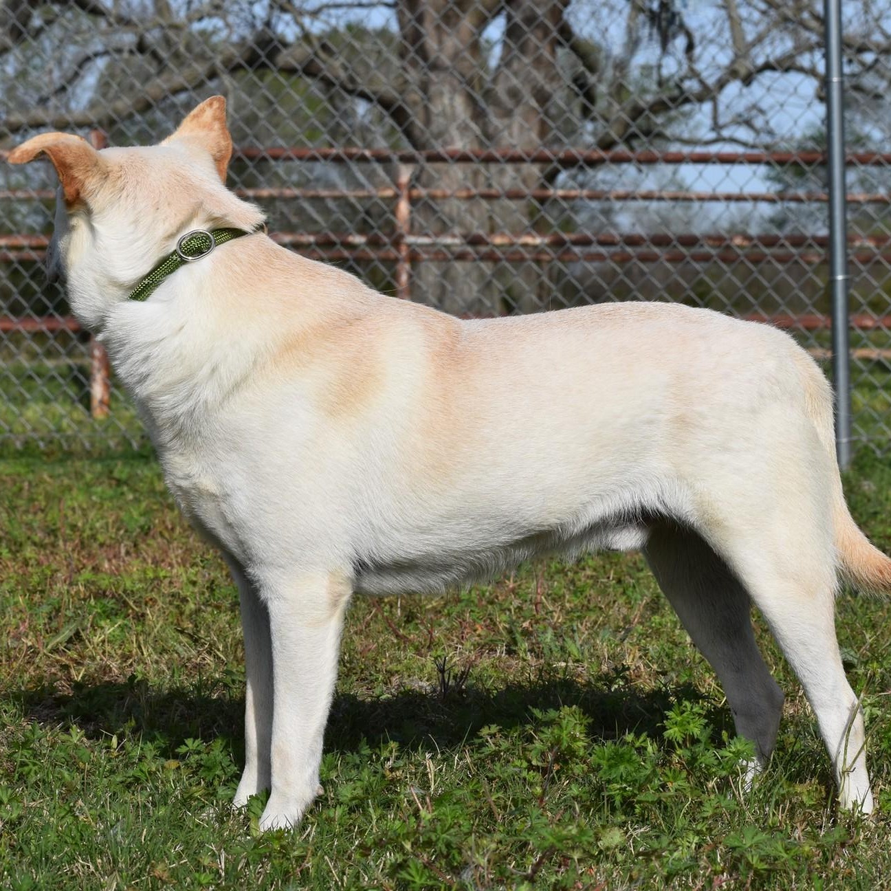 Enlarge Pierre, a Adoptable mixed breed in Belchertown, MA image 4/6