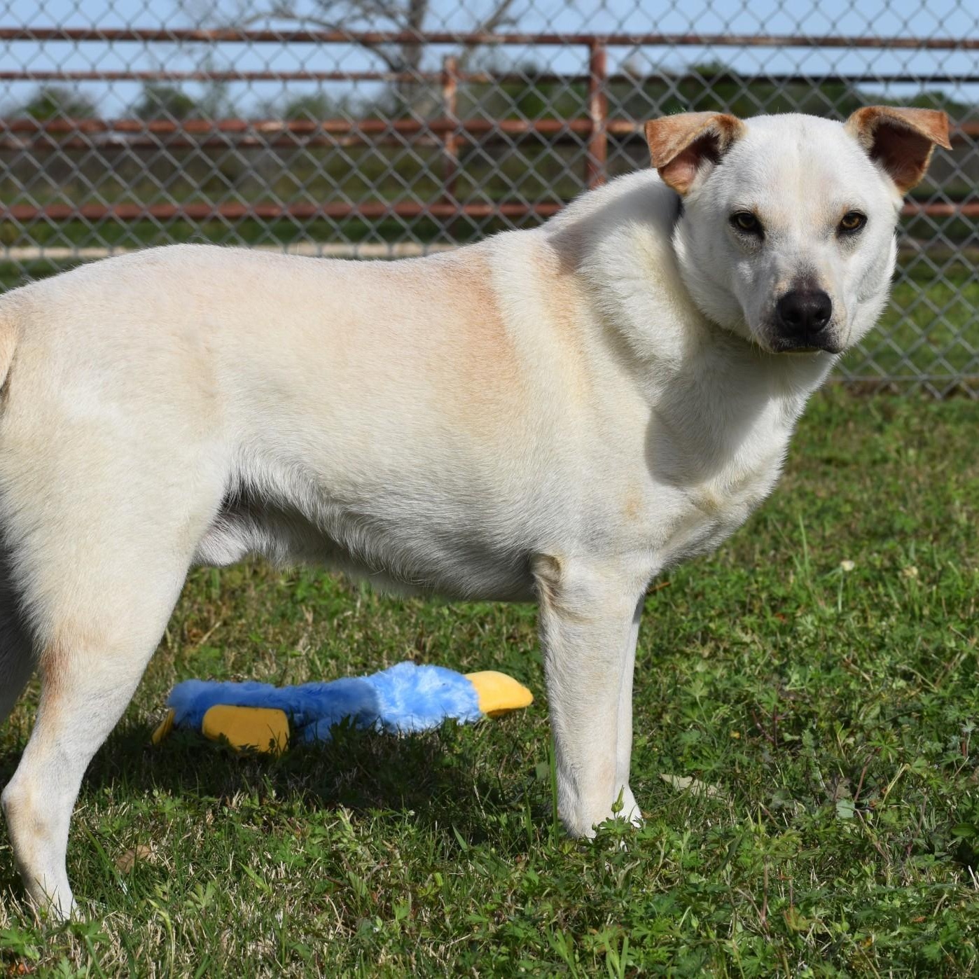 Enlarge Pierre, a Adoptable mixed breed in Belchertown, MA image 6/6