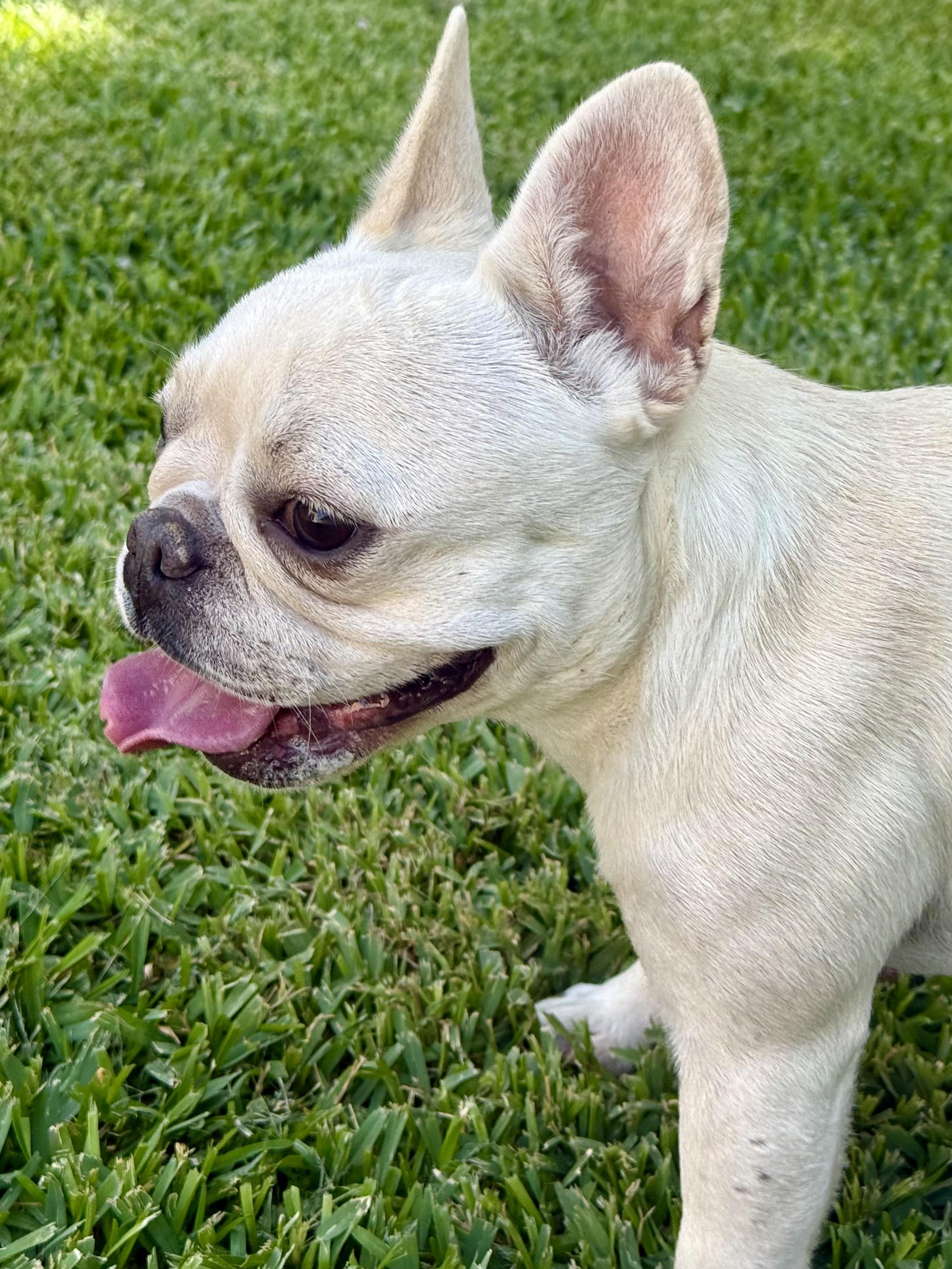 Enlarge Cha Cha, a Adopted French Bulldog in Huntington Beach, CA image 4/4