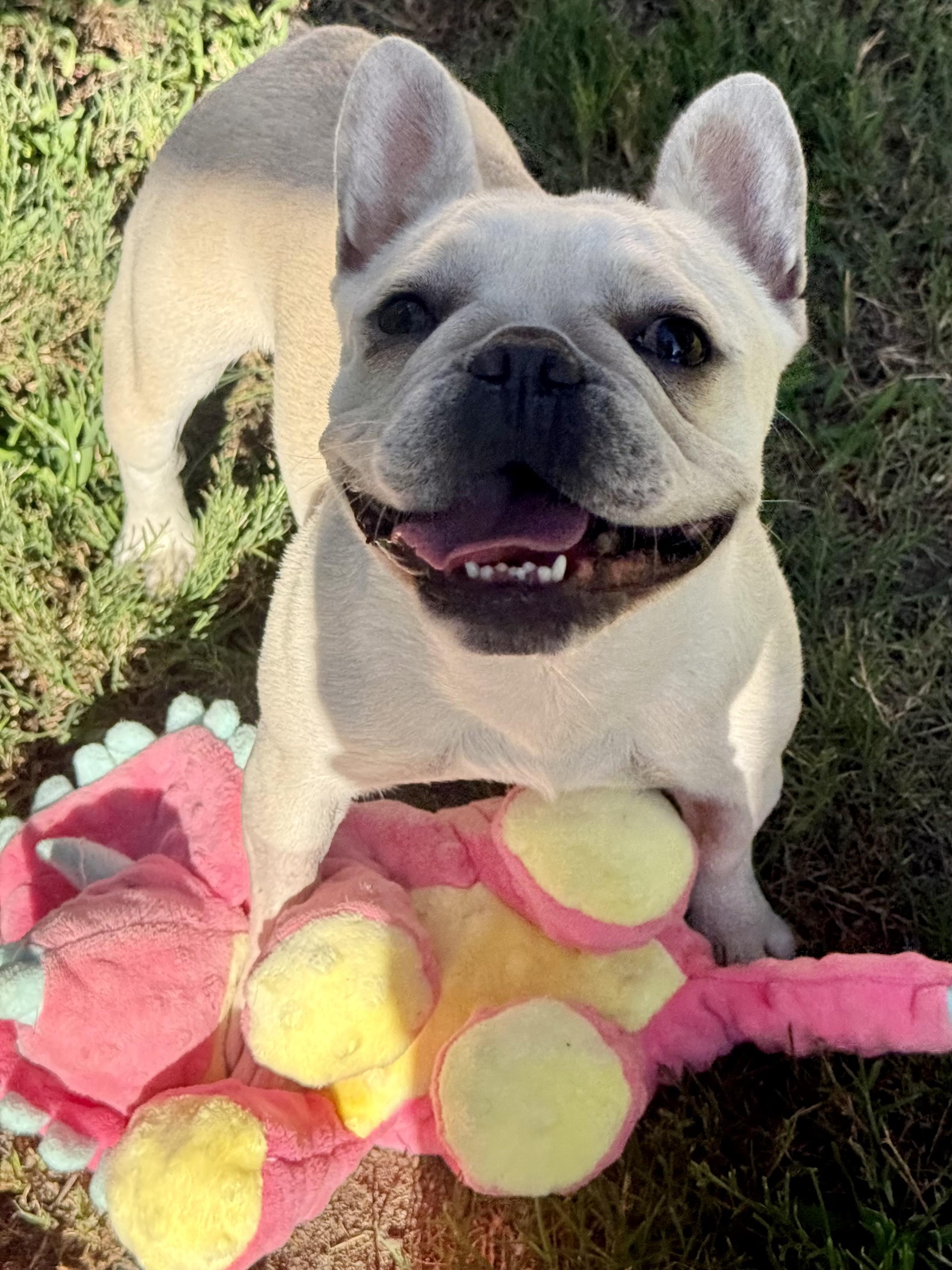 Enlarge Cha Cha, a Adopted French Bulldog in Huntington Beach, CA image 1/4