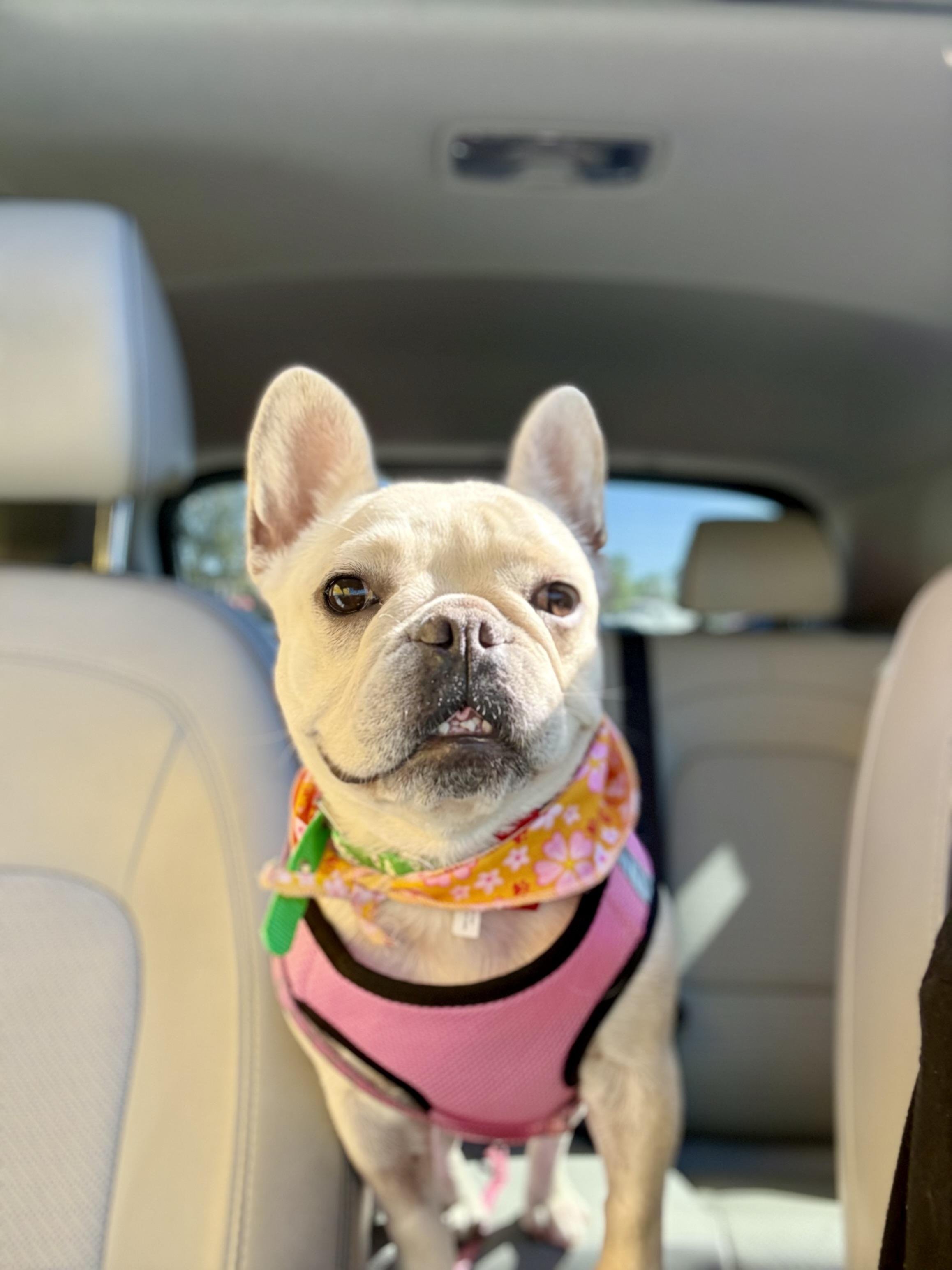 Enlarge Cha Cha, a Adopted French Bulldog in Huntington Beach, CA image 2/4