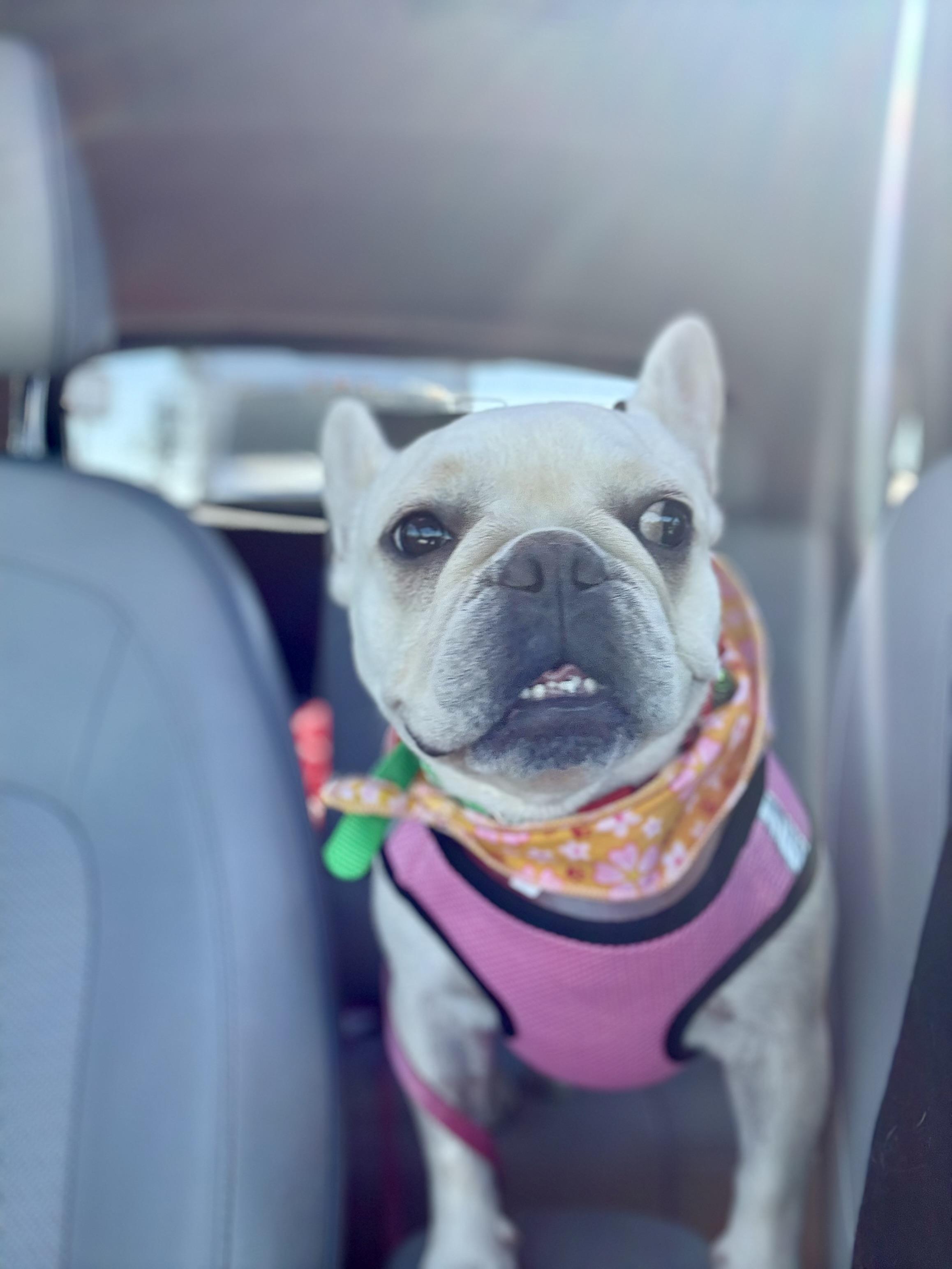 Enlarge Cha Cha, a Adopted French Bulldog in Huntington Beach, CA image 3/4