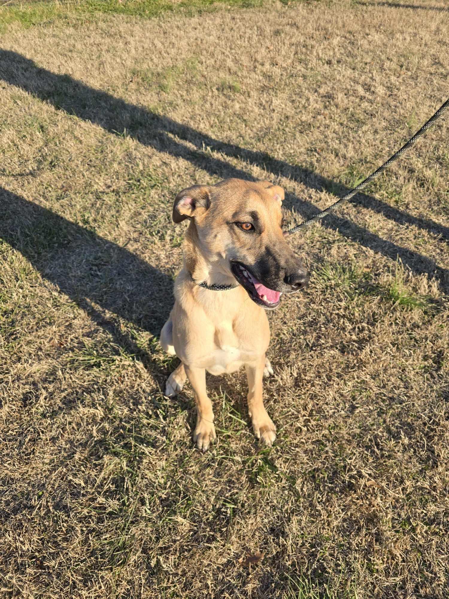 Dutton (Rescue), adopted, Puppy Male Black Mouth Cur.