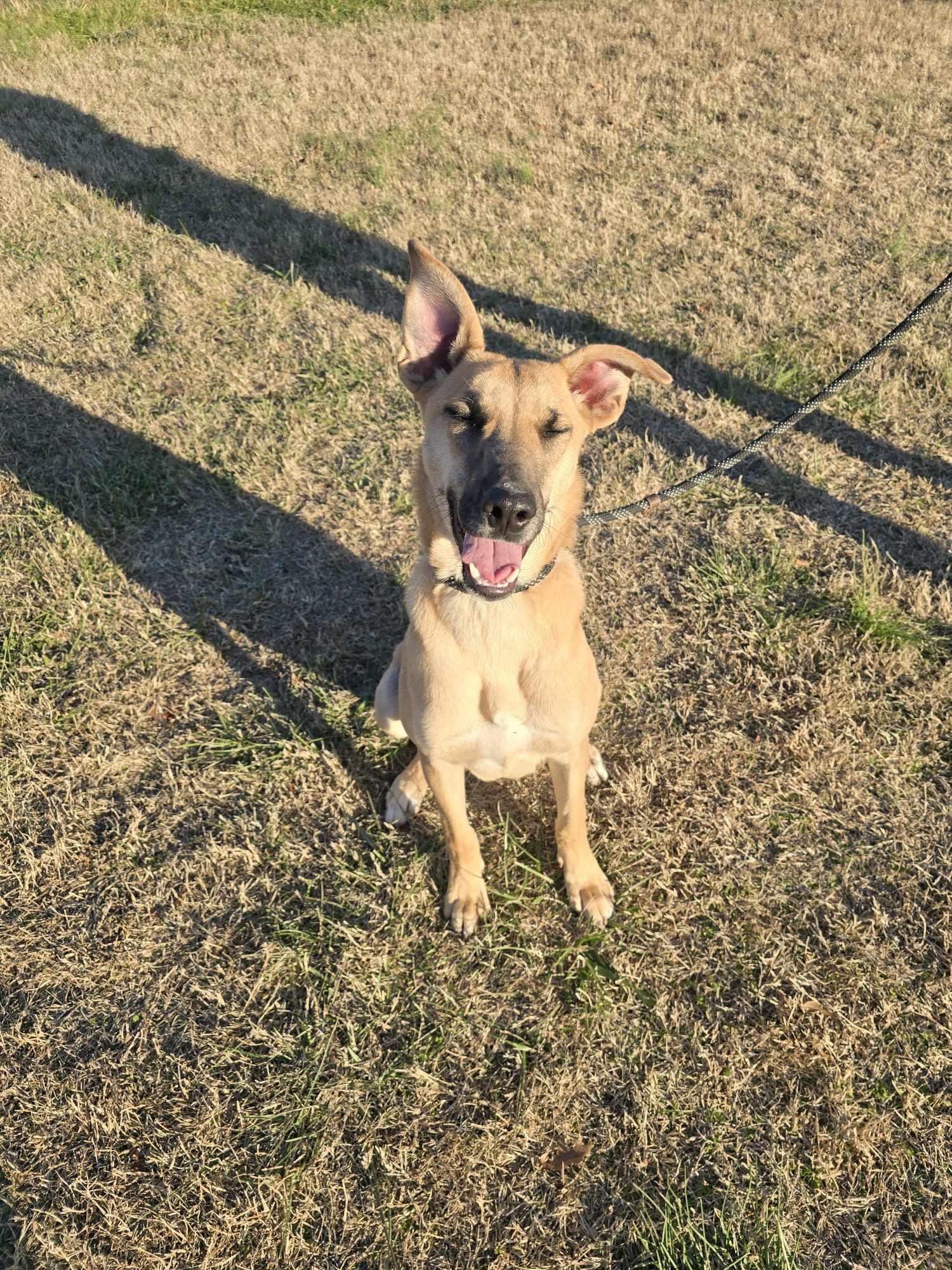 Enlarge Dutton (Rescue), an adopted mixed breed in Springfield, MO image 2/5