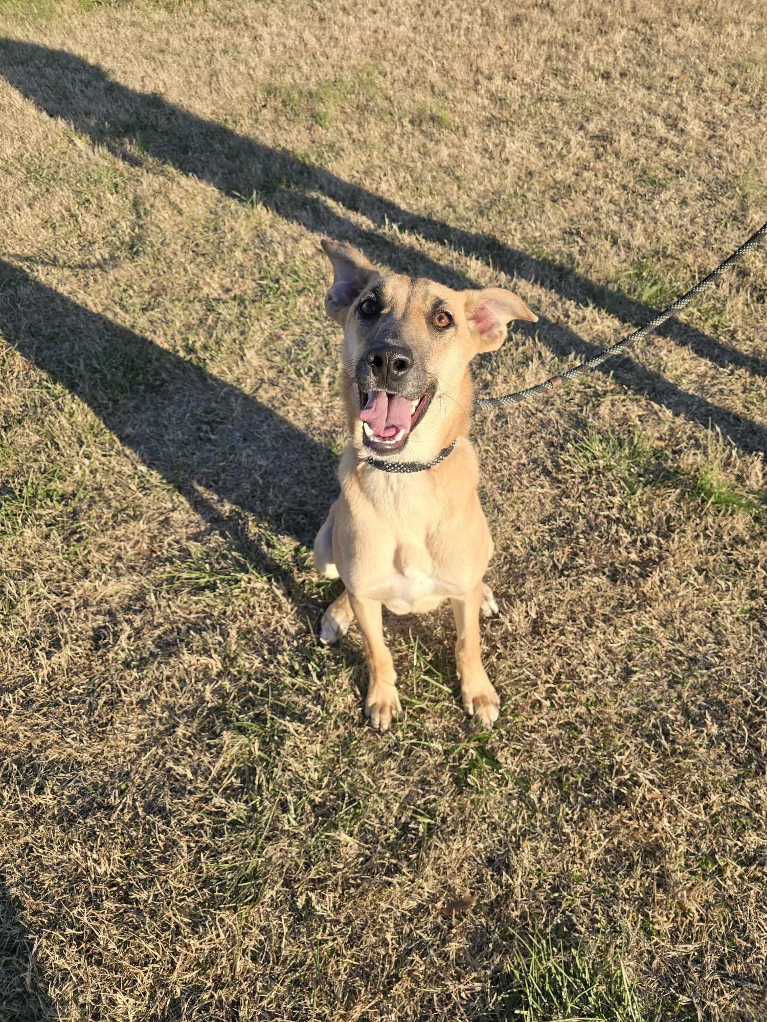 Enlarge Dutton (Rescue), an adopted mixed breed in Springfield, MO image 3/5