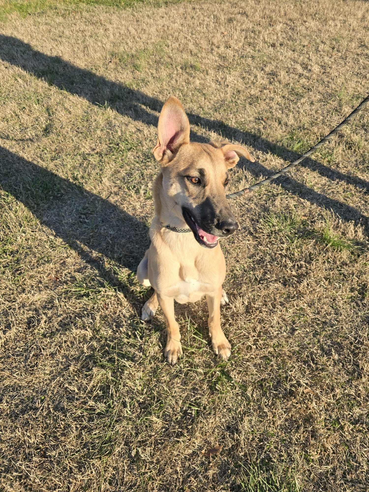 Enlarge Dutton (Rescue), an adopted mixed breed in Springfield, MO image 4/5