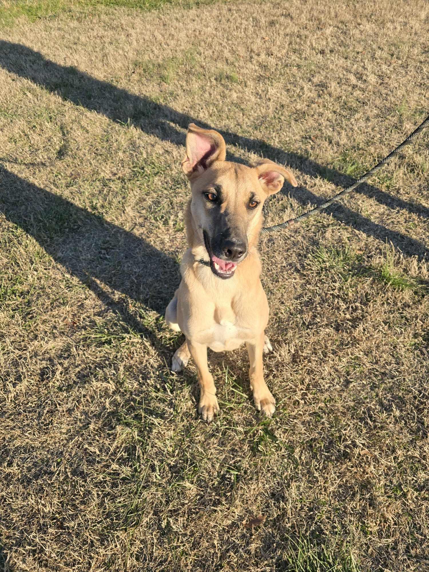 Enlarge Dutton (Rescue), an adopted mixed breed in Springfield, MO image 5/5