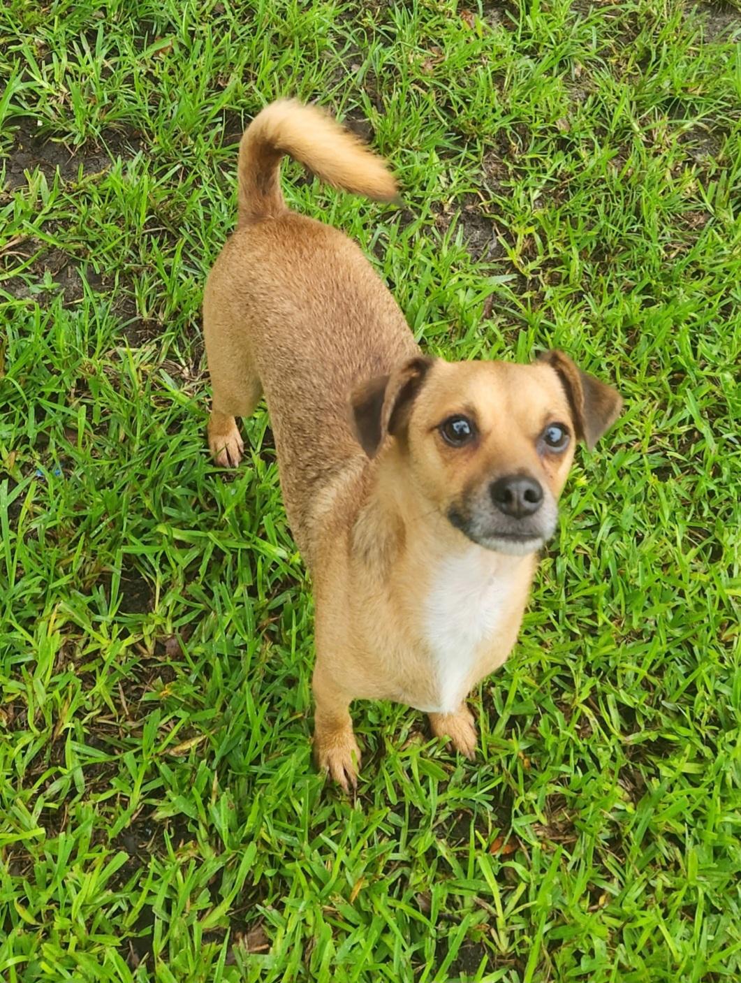 Enlarge Bolto, a ADOPTABLE mixed breed in Miami, FL image 3/3