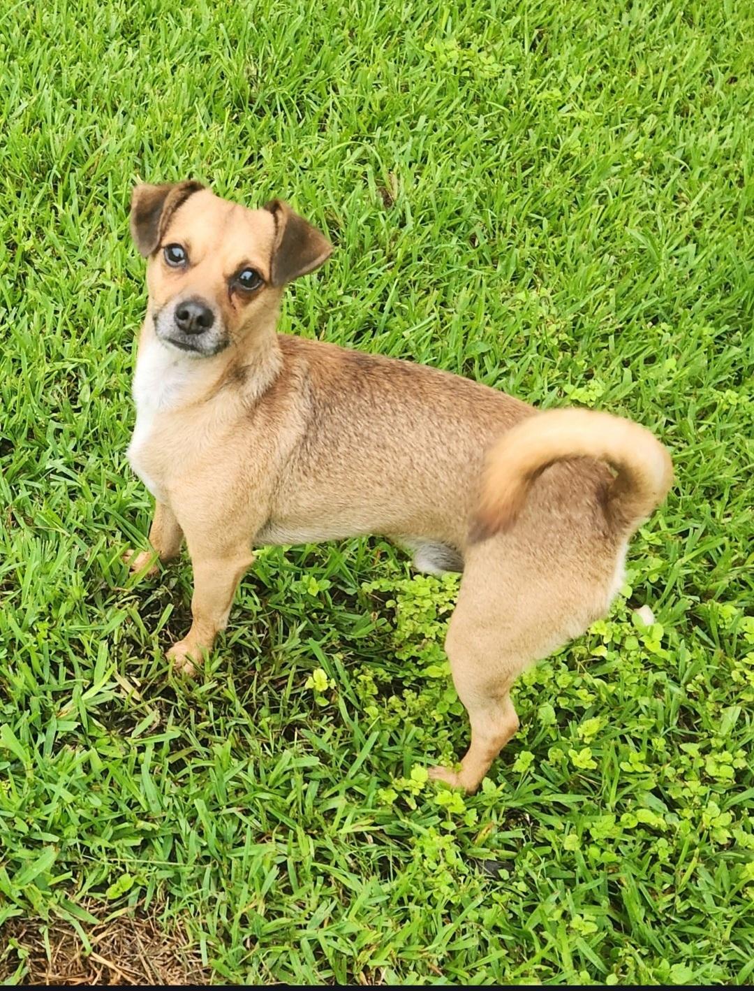 Enlarge Bolto, a ADOPTABLE mixed breed in Miami, FL image 1/3