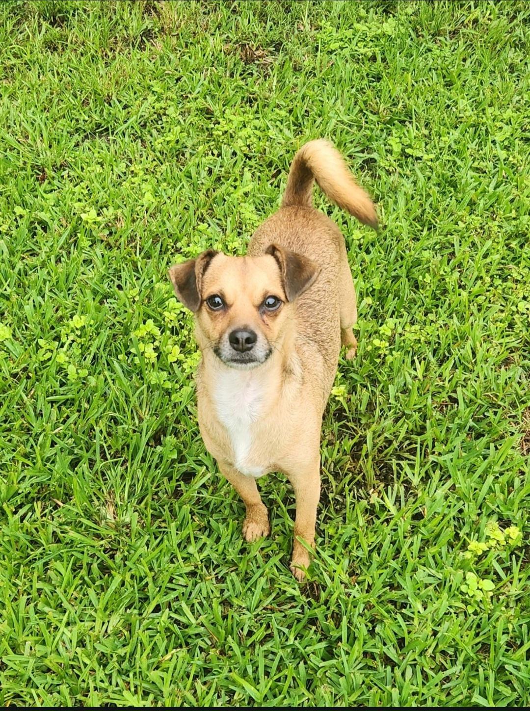 Enlarge Bolto, a ADOPTABLE mixed breed in Miami, FL image 2/3