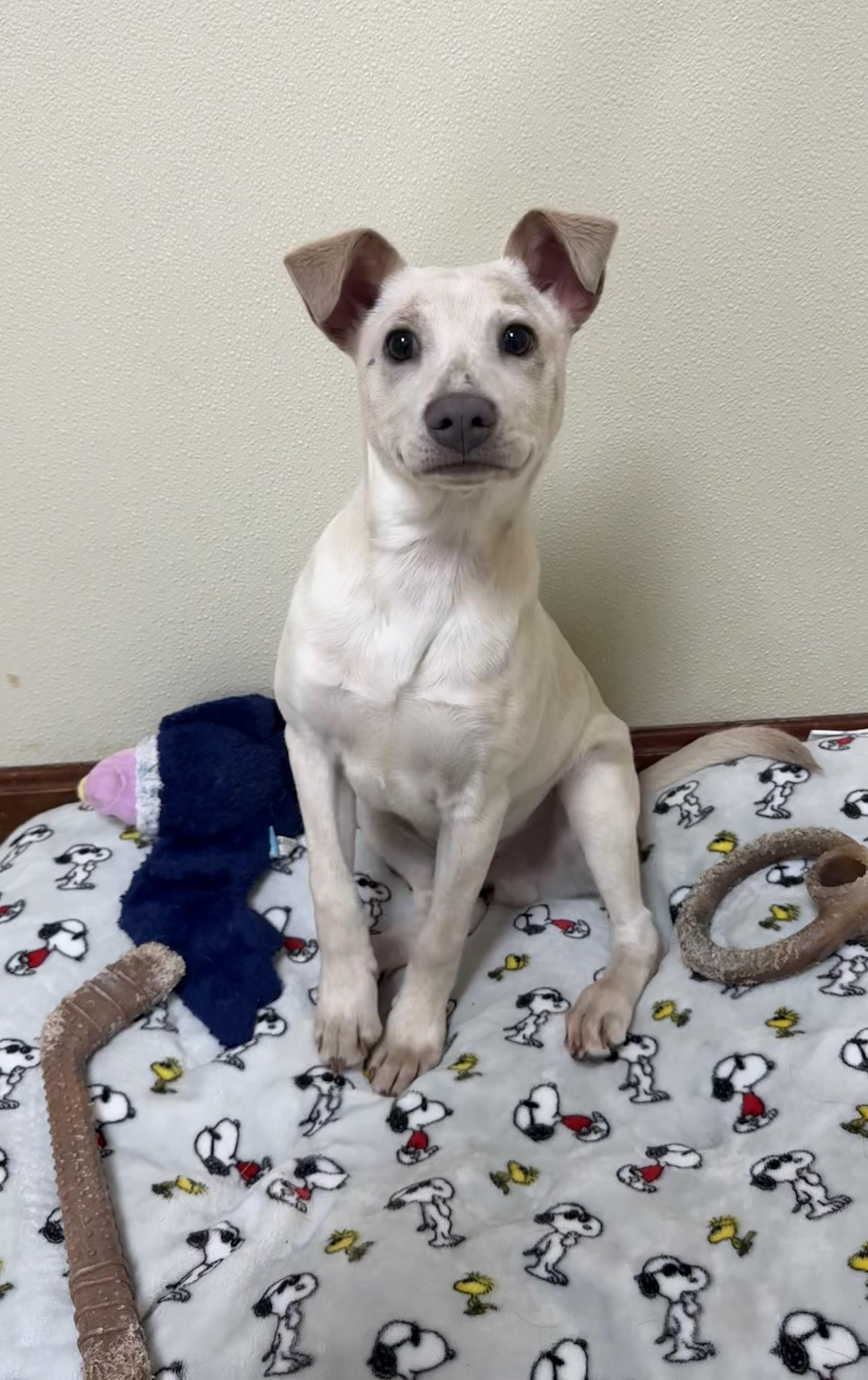 Enlarge Taz, a ADOPTABLE mixed breed in Douglas, MA image 5/5