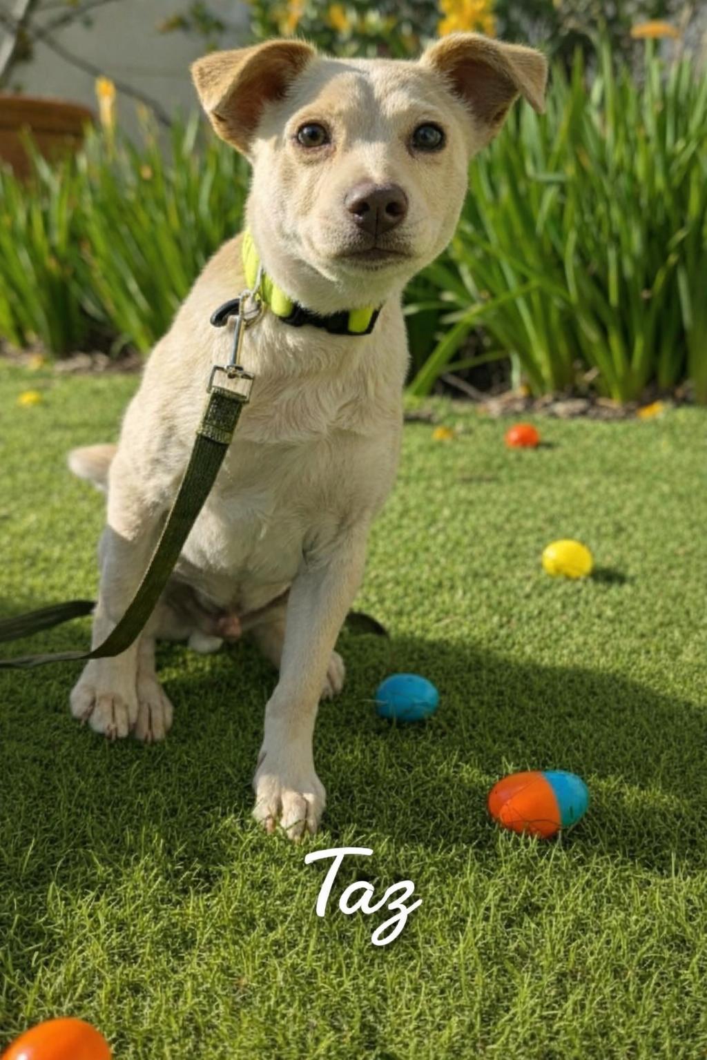 Enlarge Taz, a ADOPTABLE mixed breed in Douglas, MA image 2/5
