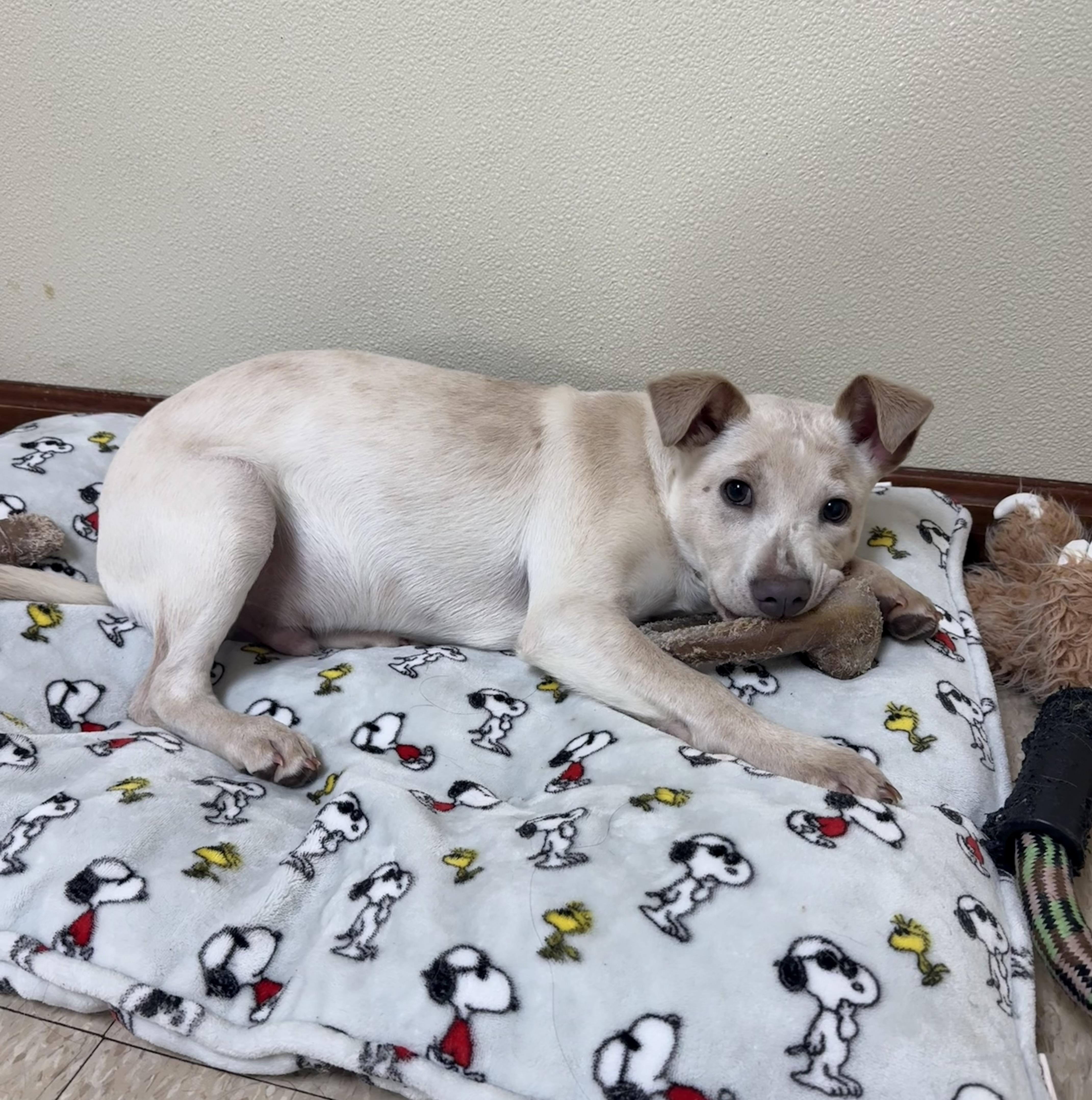 Enlarge Taz, a ADOPTABLE mixed breed in Douglas, MA image 3/5