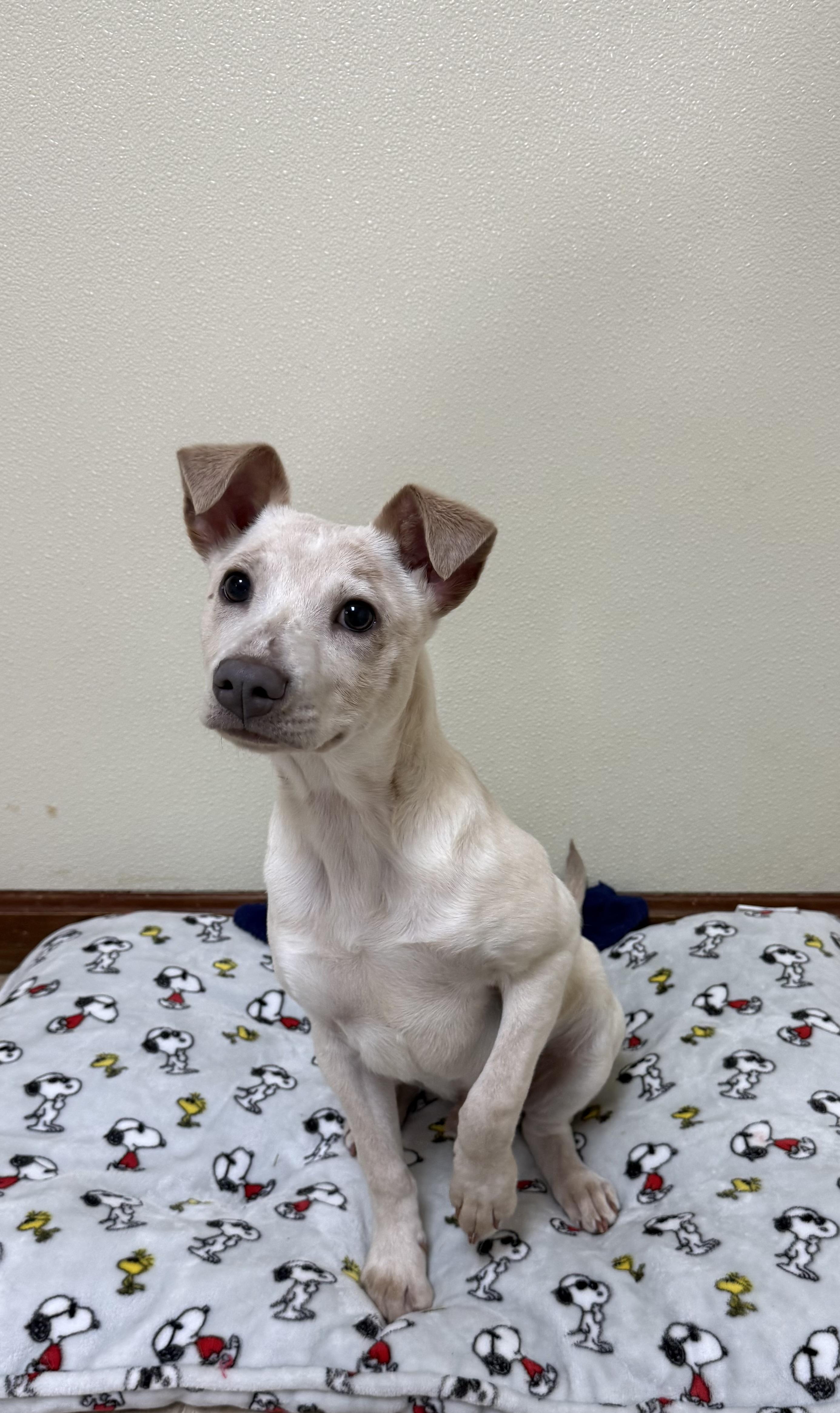 Enlarge Taz, a ADOPTABLE mixed breed in Douglas, MA image 1/5