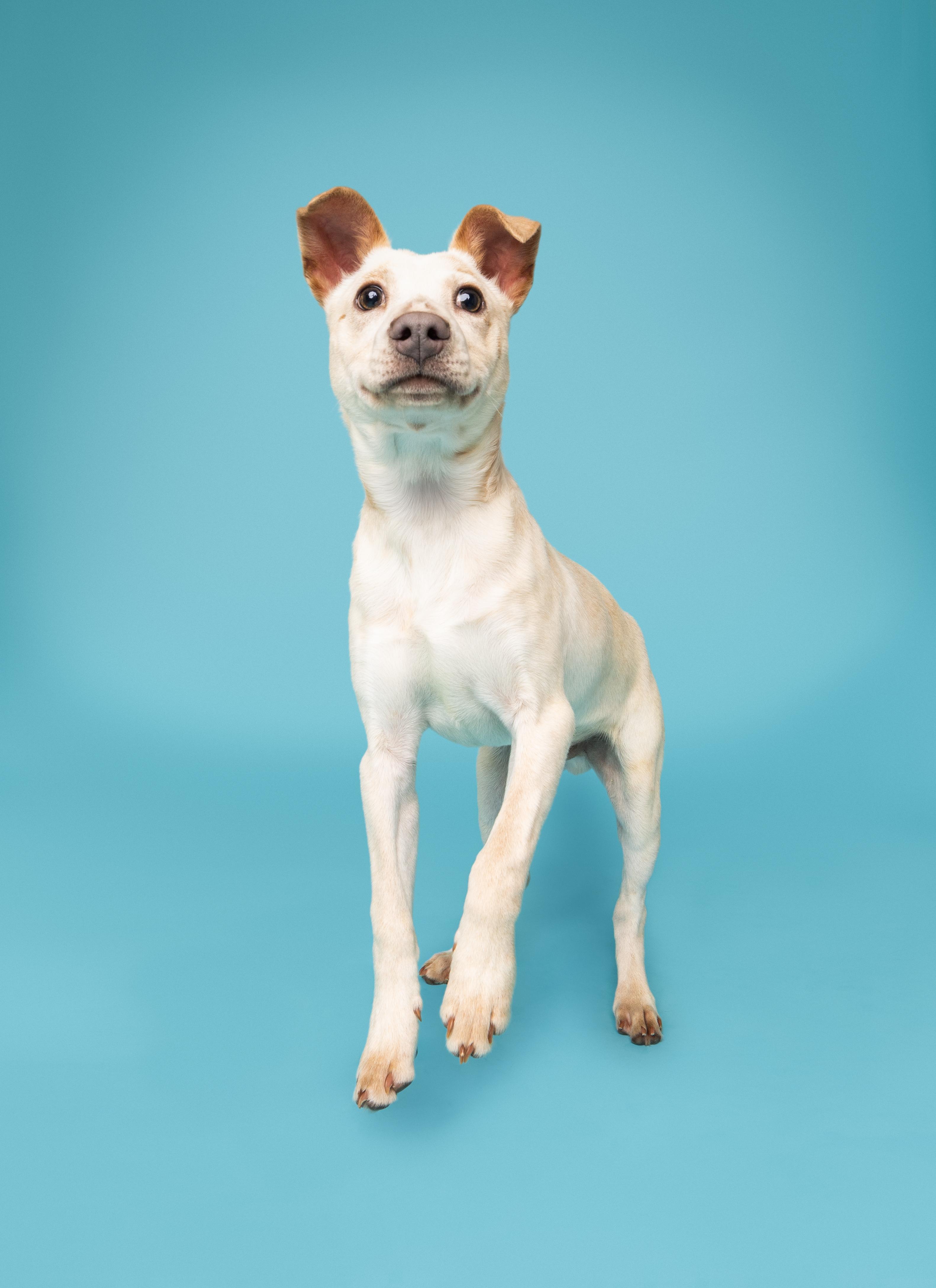 Taz, ADOPTABLE, Puppy Male Mixed Breed.