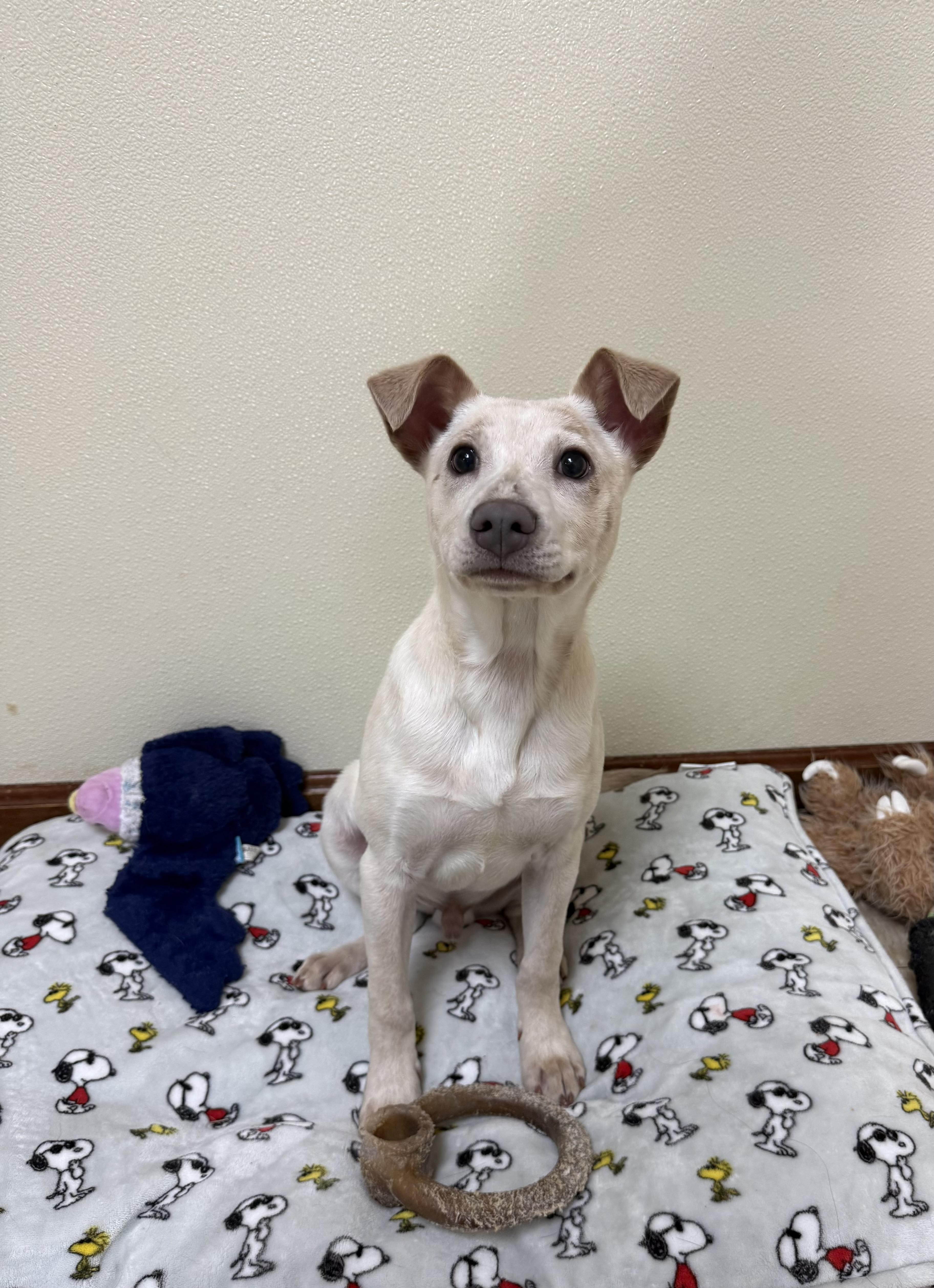 Enlarge Taz, a ADOPTABLE mixed breed in Douglas, MA image 4/5