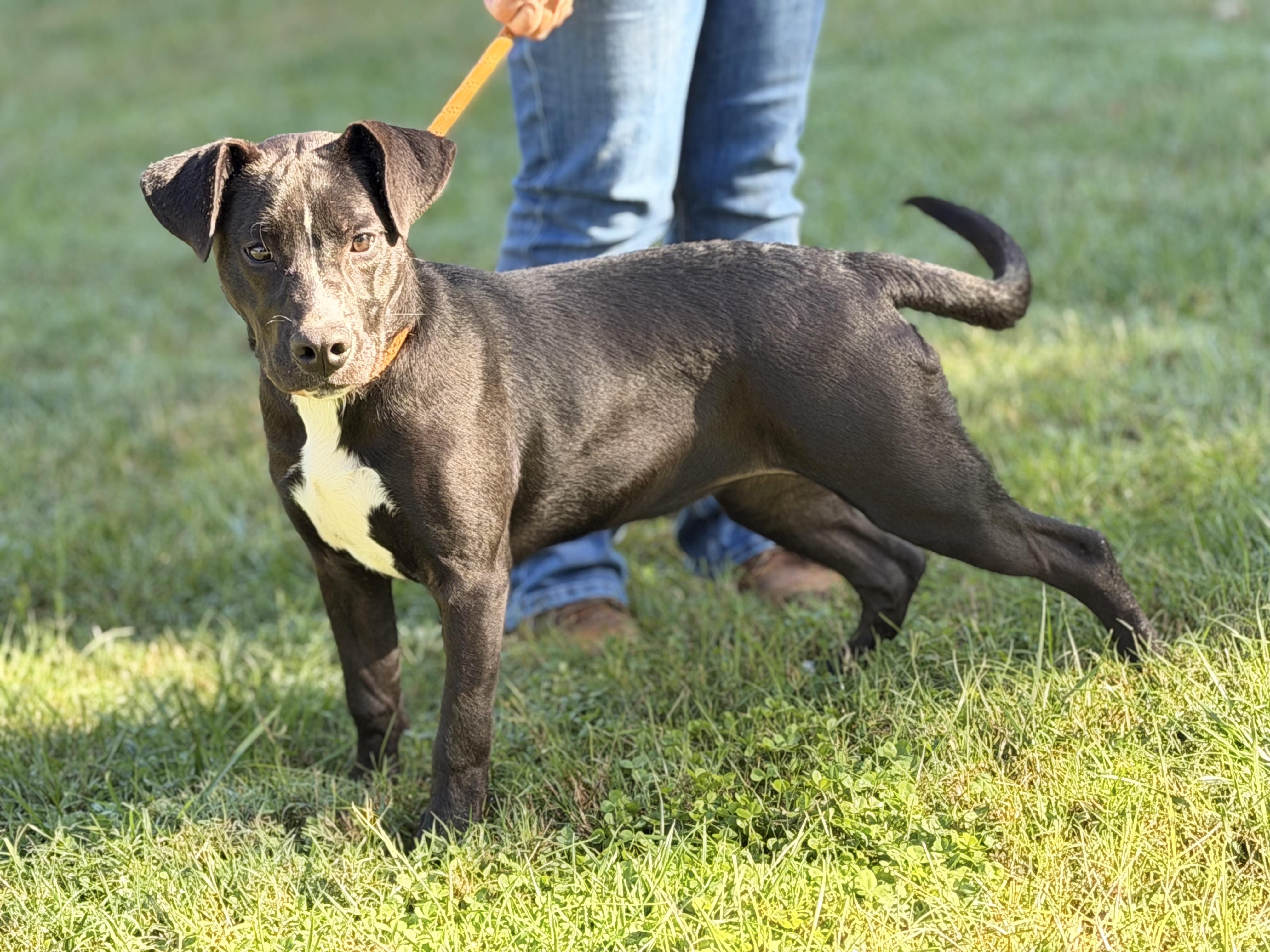 Enlarge Zena, a Adoptable mixed breed in Richmond, VA image 5/5