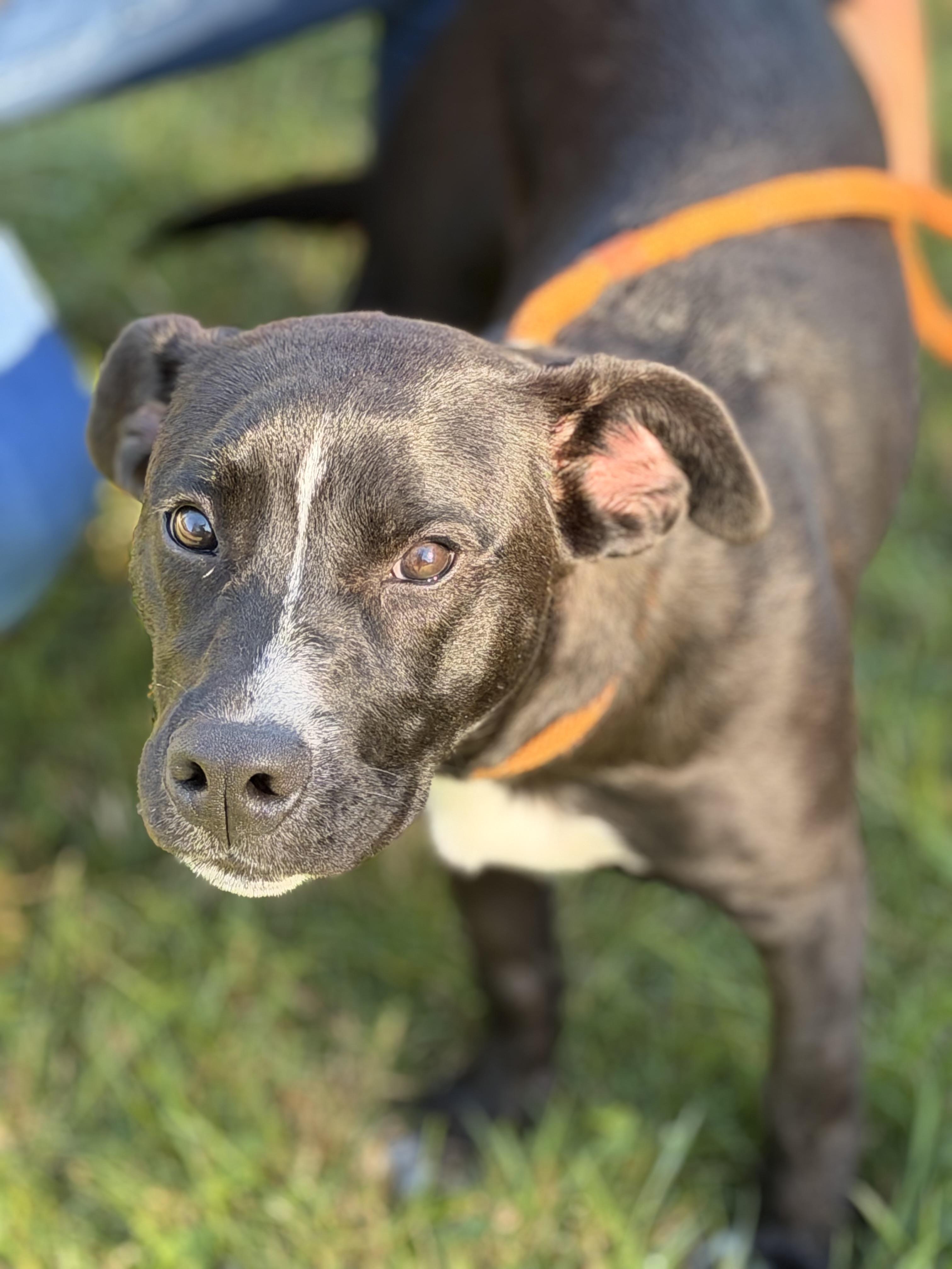 Enlarge Zena, a Adoptable mixed breed in Richmond, VA image 2/5