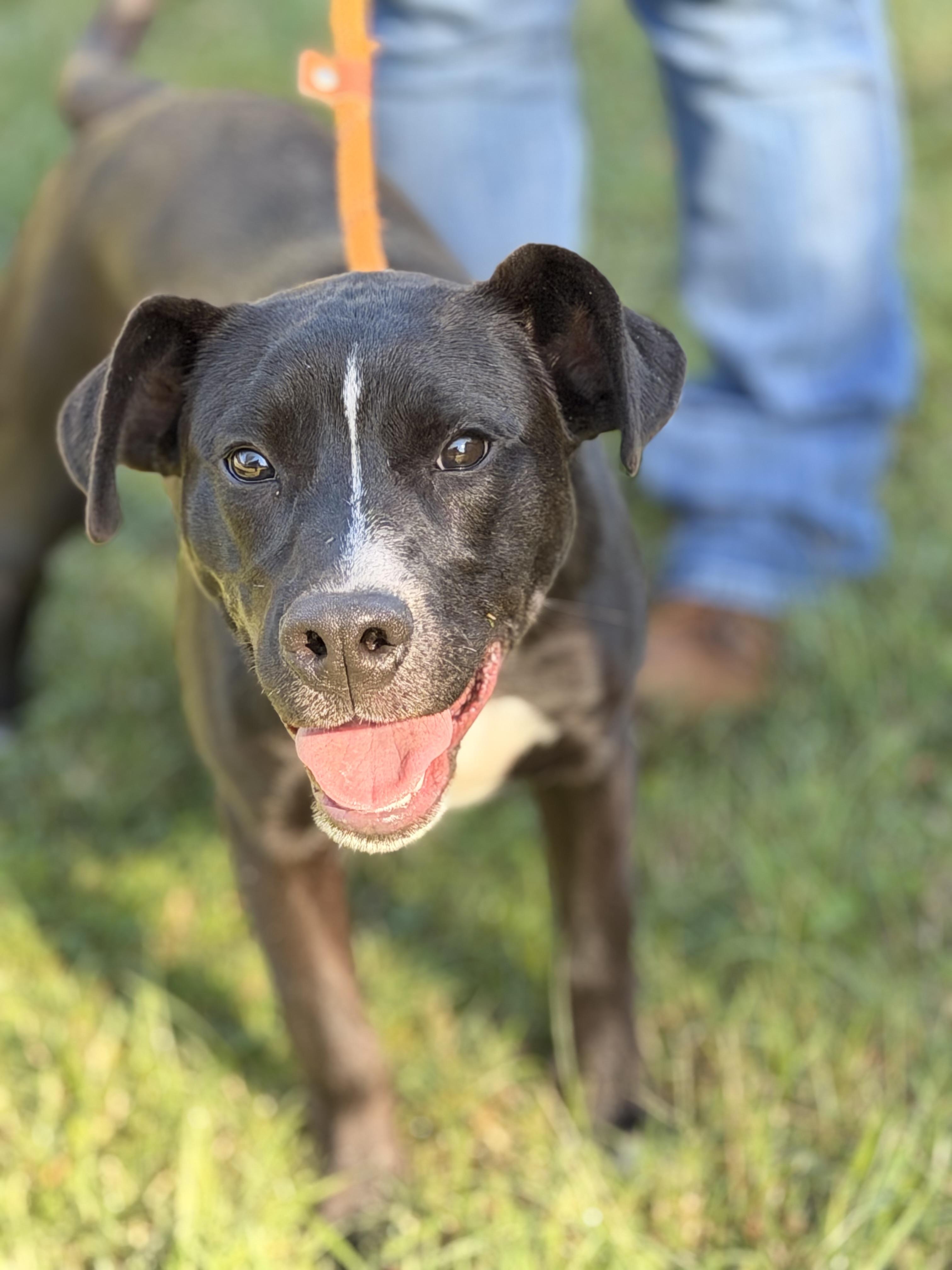 Zena, Adoptable, Young Female Terrier.