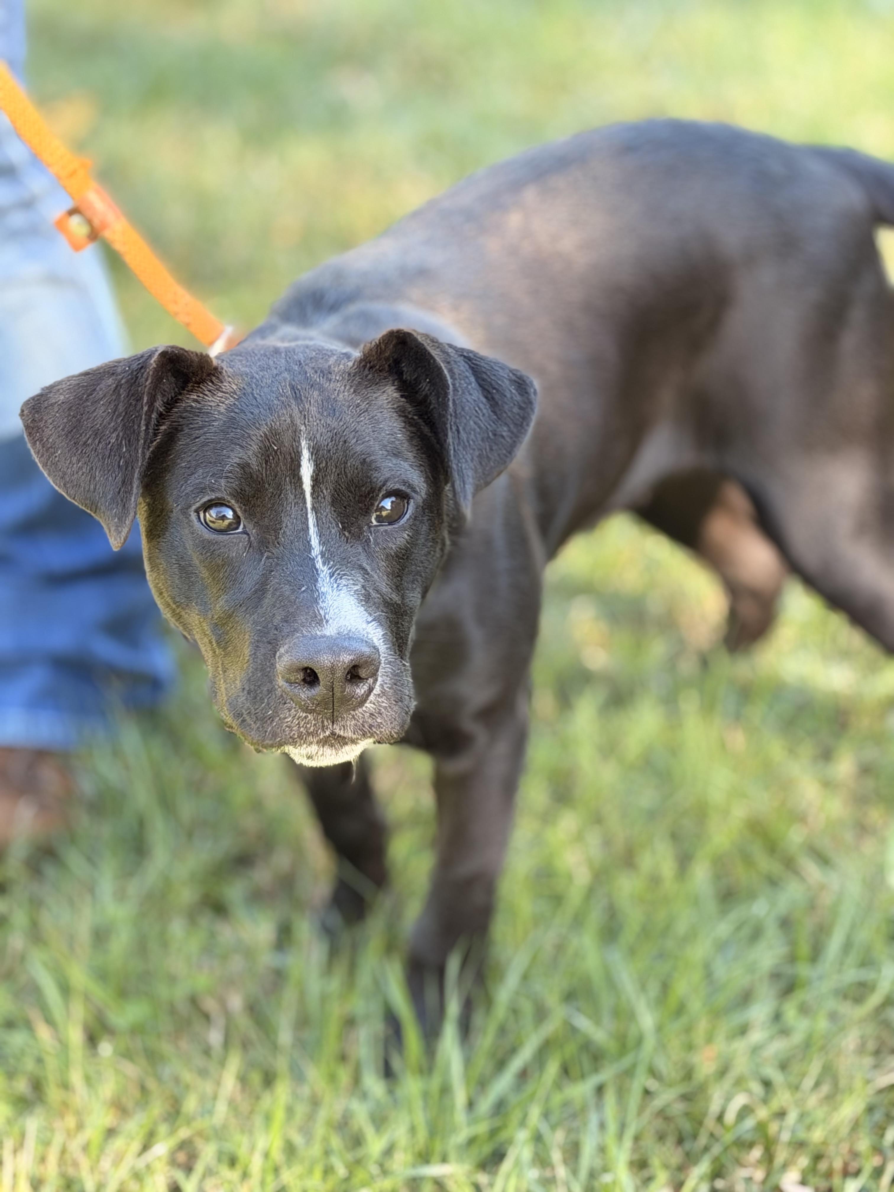 Enlarge Zena, a Adoptable mixed breed in Richmond, VA image 3/5