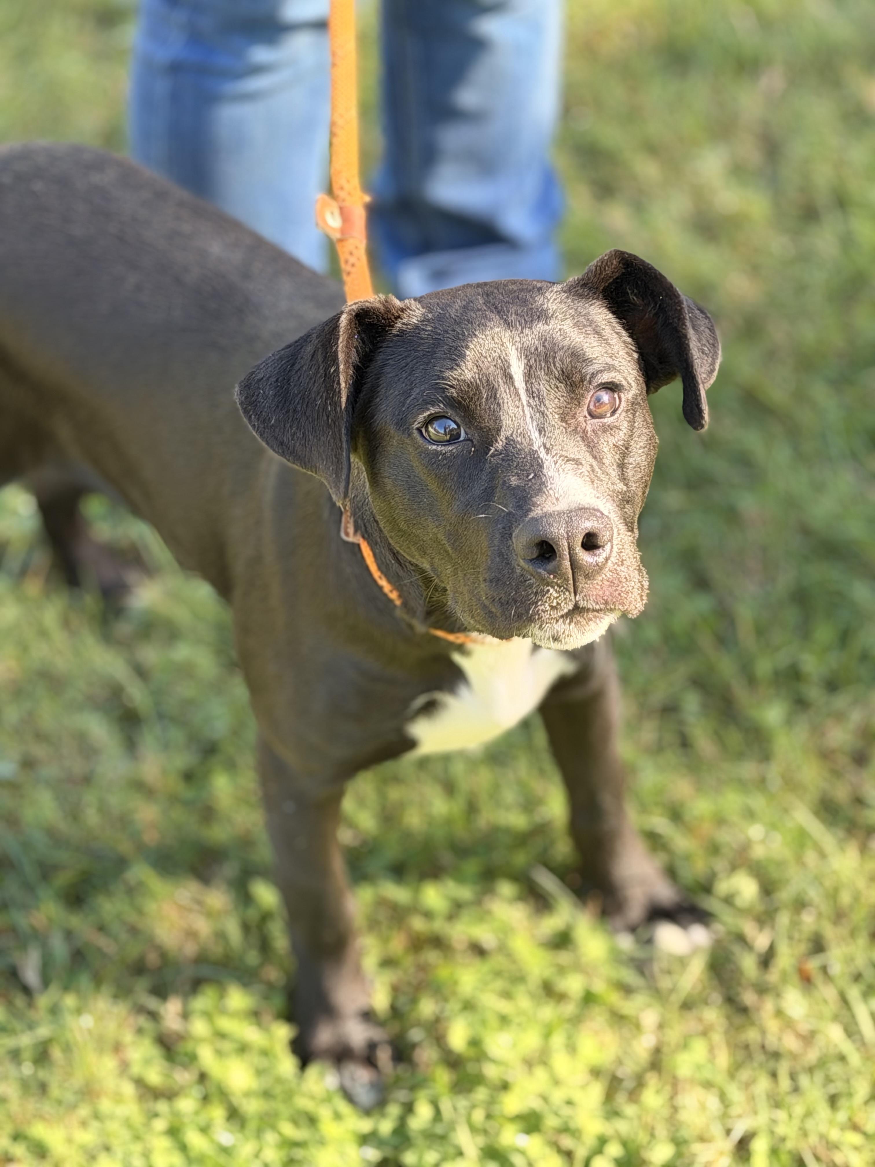 Enlarge Zena, a Adoptable mixed breed in Richmond, VA image 4/5