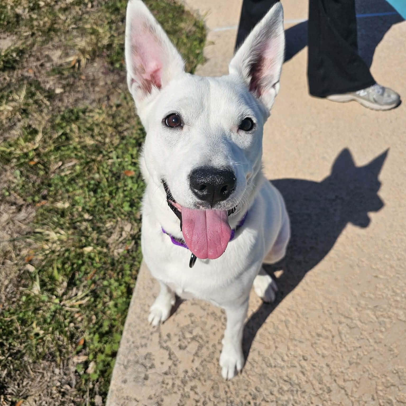 Sweet Sasha - The Happiest Girl — thumbnail 3