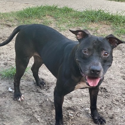 Enlarge Nick, a Adoptable Pit Bull Terrier in Jacksonville, FL image 1/6