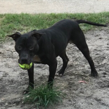 Enlarge Nick, a Adoptable Pit Bull Terrier in Jacksonville, FL image 2/6