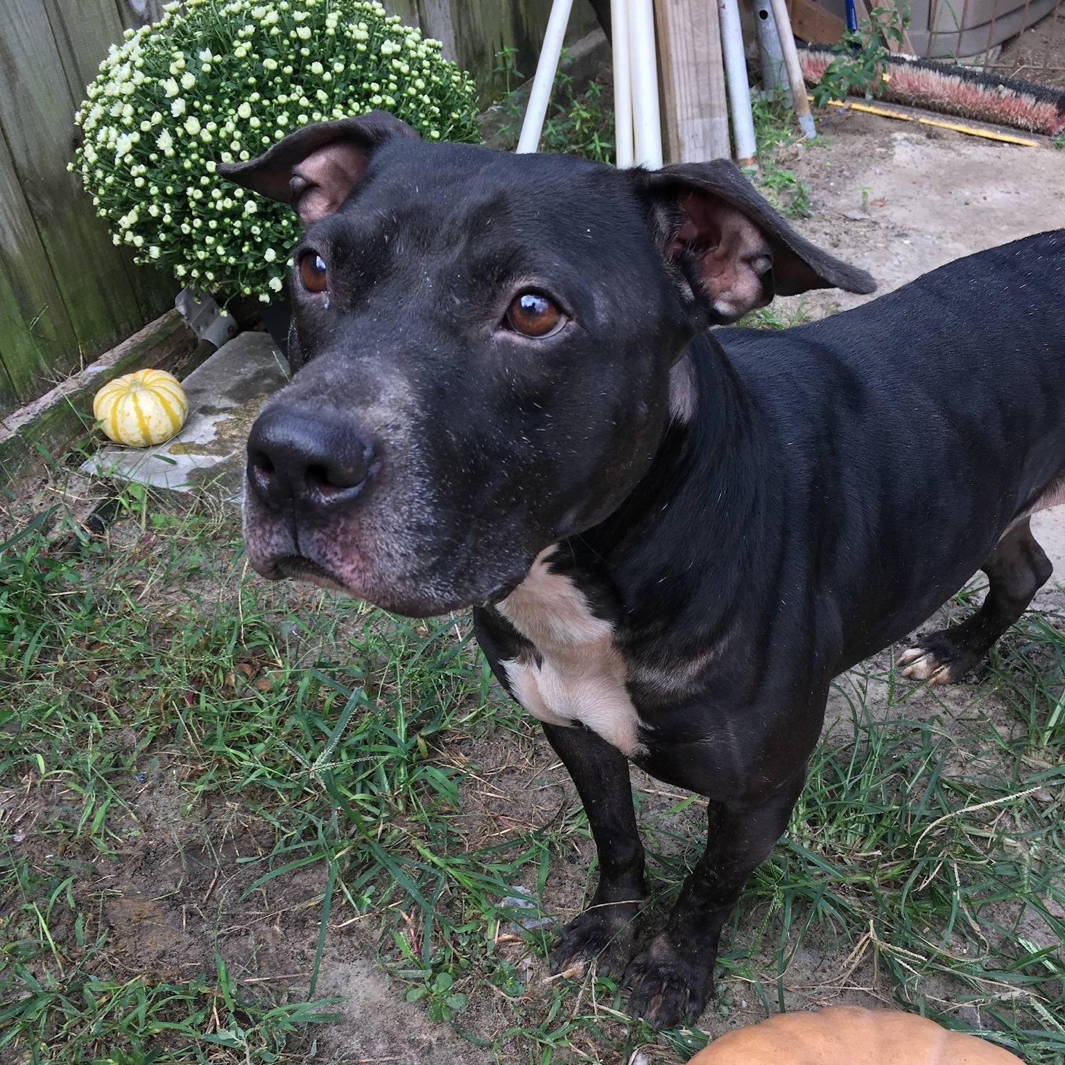 Enlarge Nick, a Adoptable Pit Bull Terrier in Jacksonville, FL image 3/6