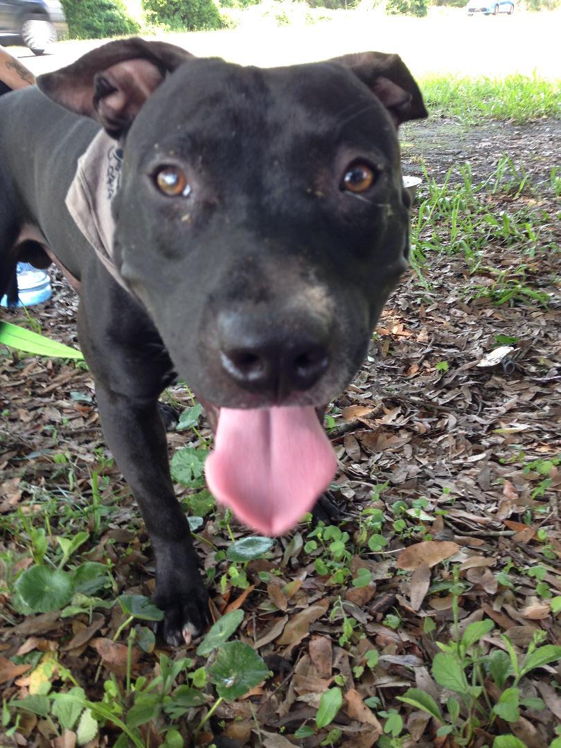 Enlarge Nick, a Adoptable Pit Bull Terrier in Jacksonville, FL image 4/6