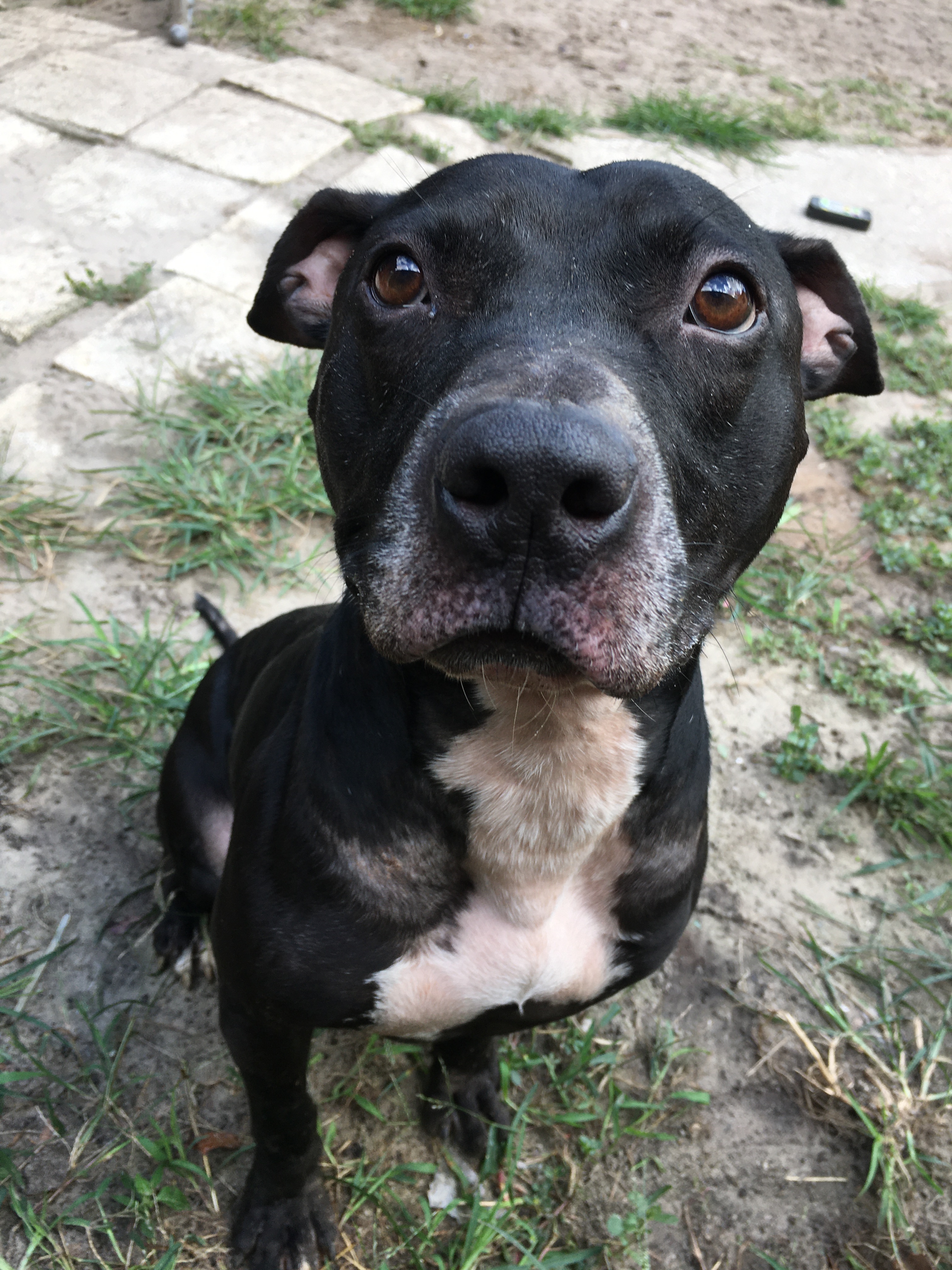 Nick, Adoptable, Adult Male Pit Bull Terrier.
