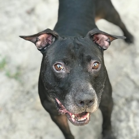 Enlarge Nick, a Adoptable Pit Bull Terrier in Jacksonville, FL image 6/6