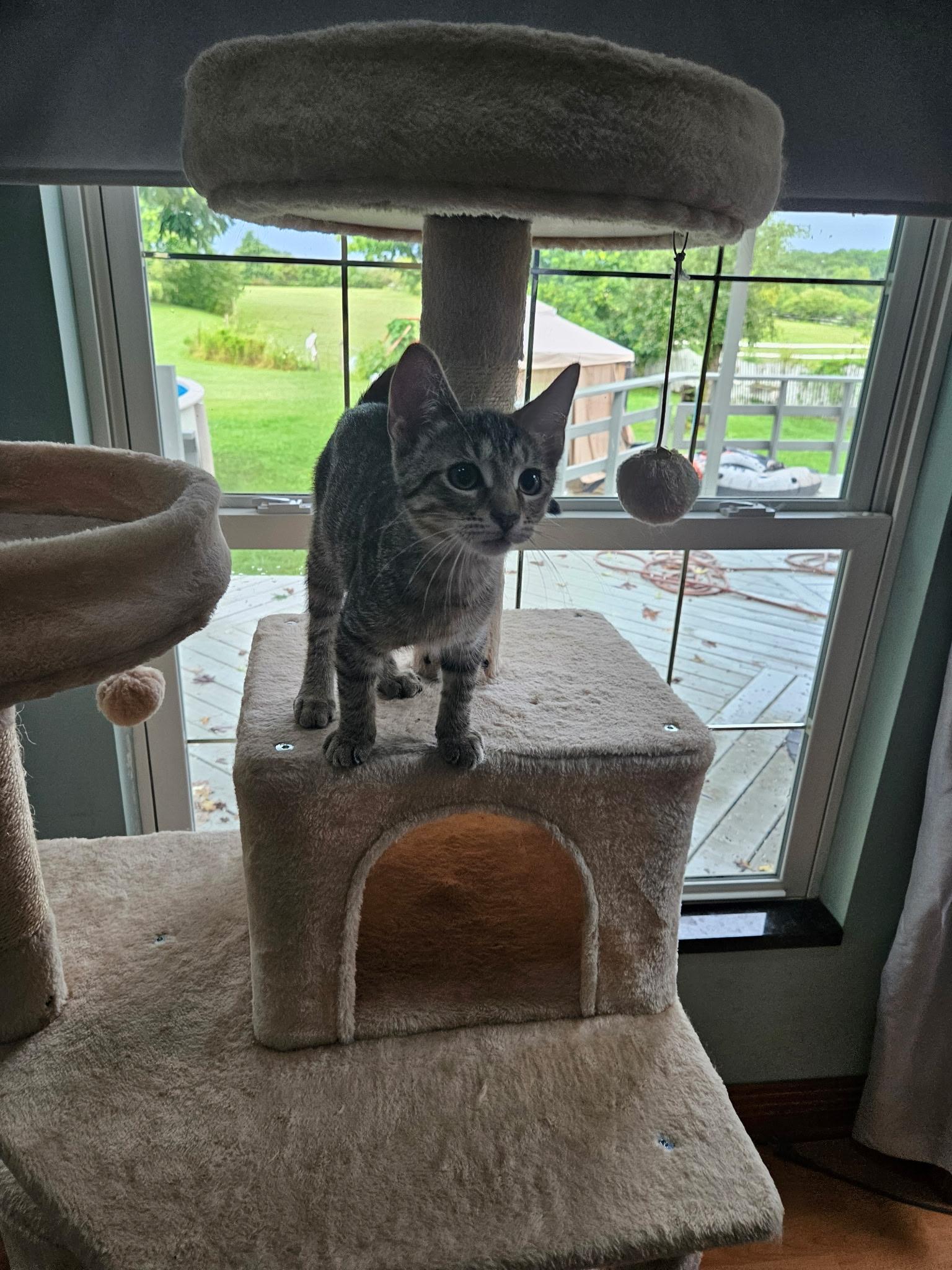 Carly, adopted, Kitten Female Tabby.