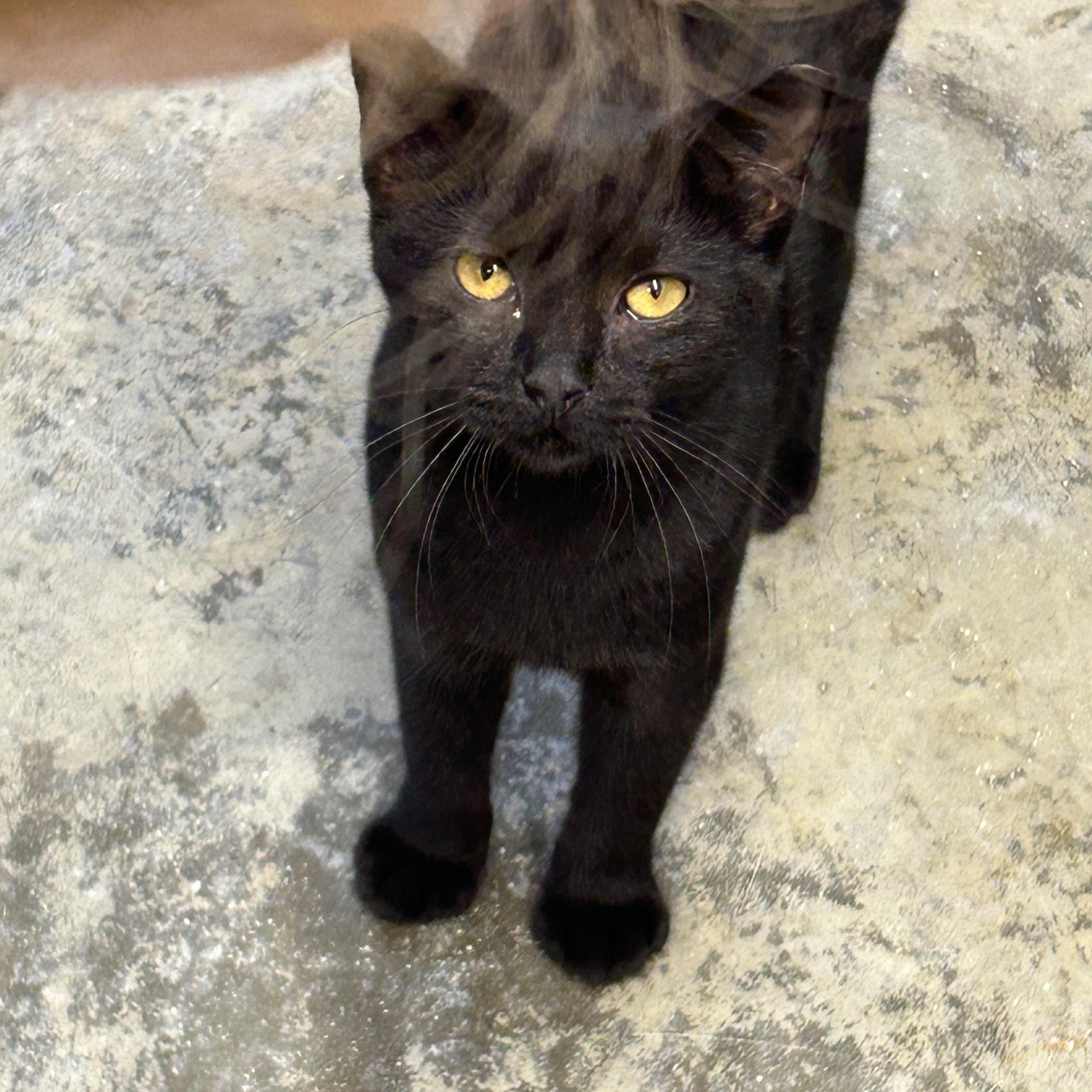 Enlarge Gatita, a Adoptable Domestic Short Hair in Charles City, VA image 1/3