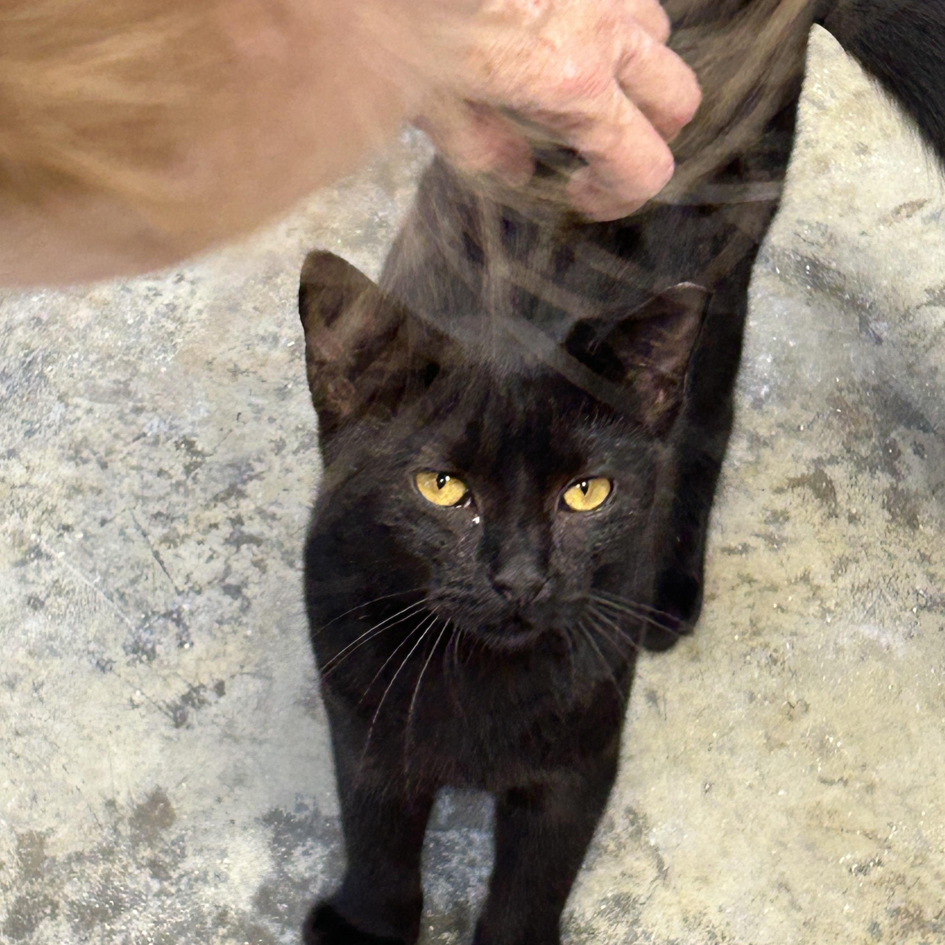 Enlarge Gatita, a Adoptable Domestic Short Hair in Charles City, VA image 2/3