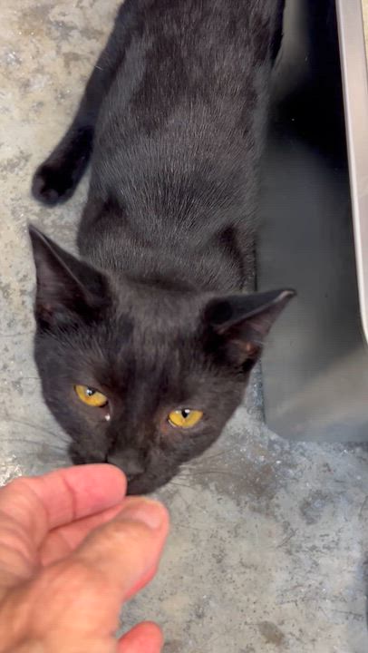 Enlarge Gatita, a Adoptable Domestic Short Hair in Charles City, VA video 3/3