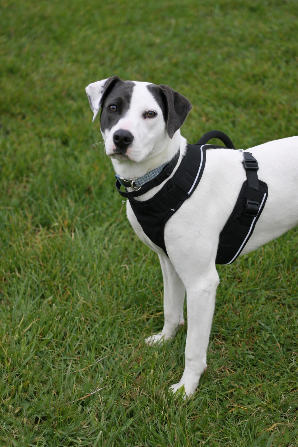 Murphy *Courtesy Listing*, Adoptable, Young Male Weimaraner & Australian Shepherd.