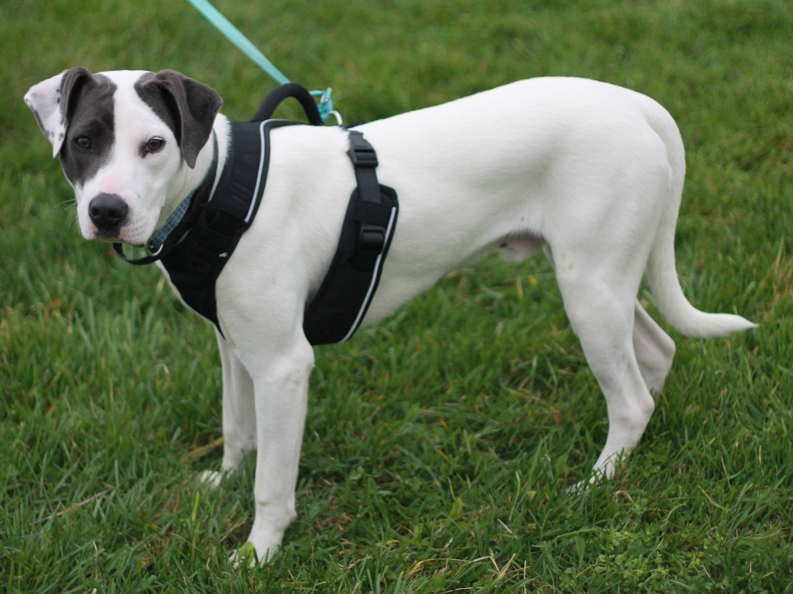 Enlarge Murphy *Courtesy Listing*, a Adoptable mixed breed in Cookeville, TN image 2/3