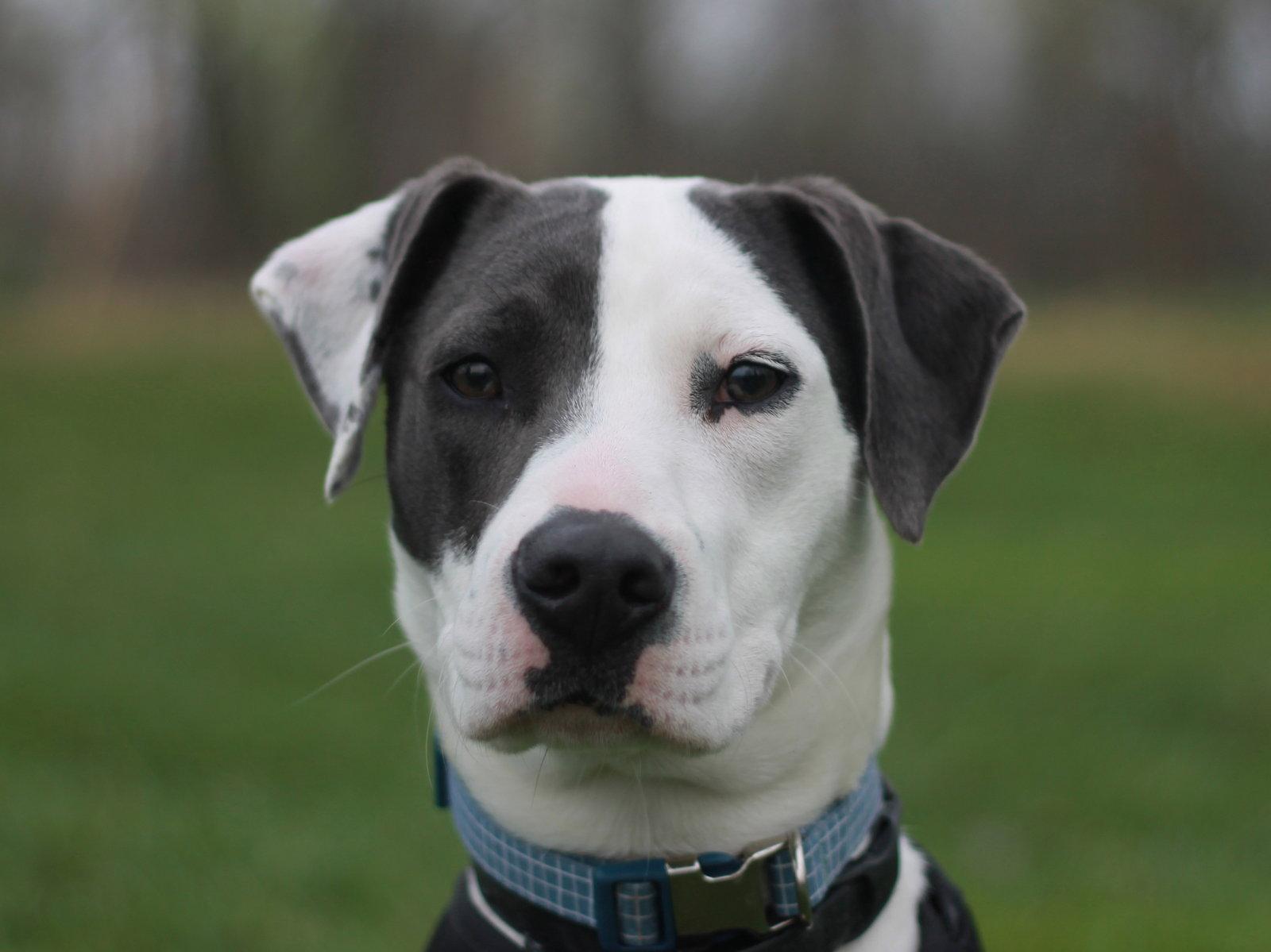 Enlarge Murphy *Courtesy Listing*, a Adoptable mixed breed in Cookeville, TN image 3/3