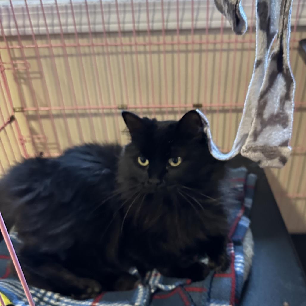 Eileen aka Kapoi, Adoptable, Adult Female Domestic Long Hair.