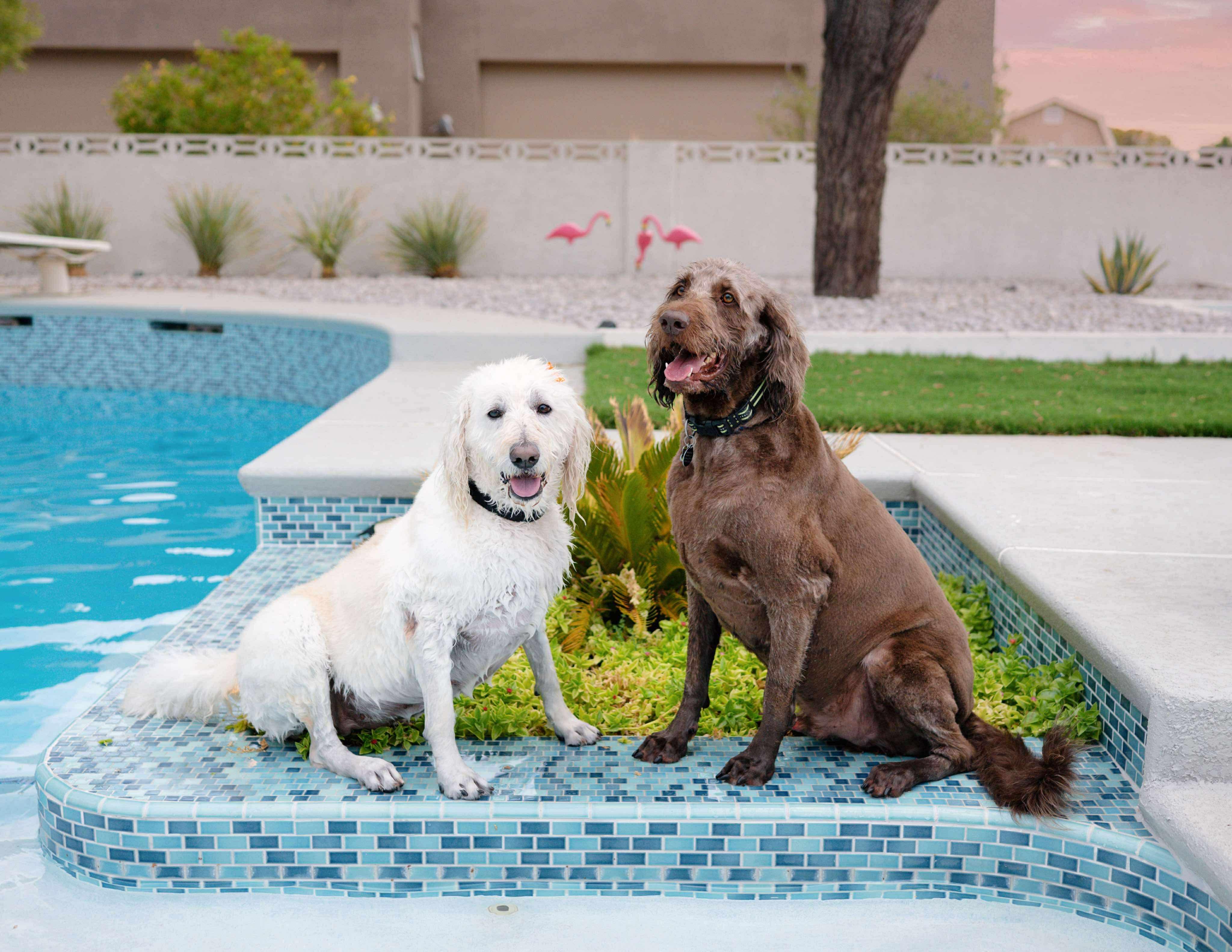 Flower, a Adoptable Labradoodle in Las Vegas, NV image 3/4